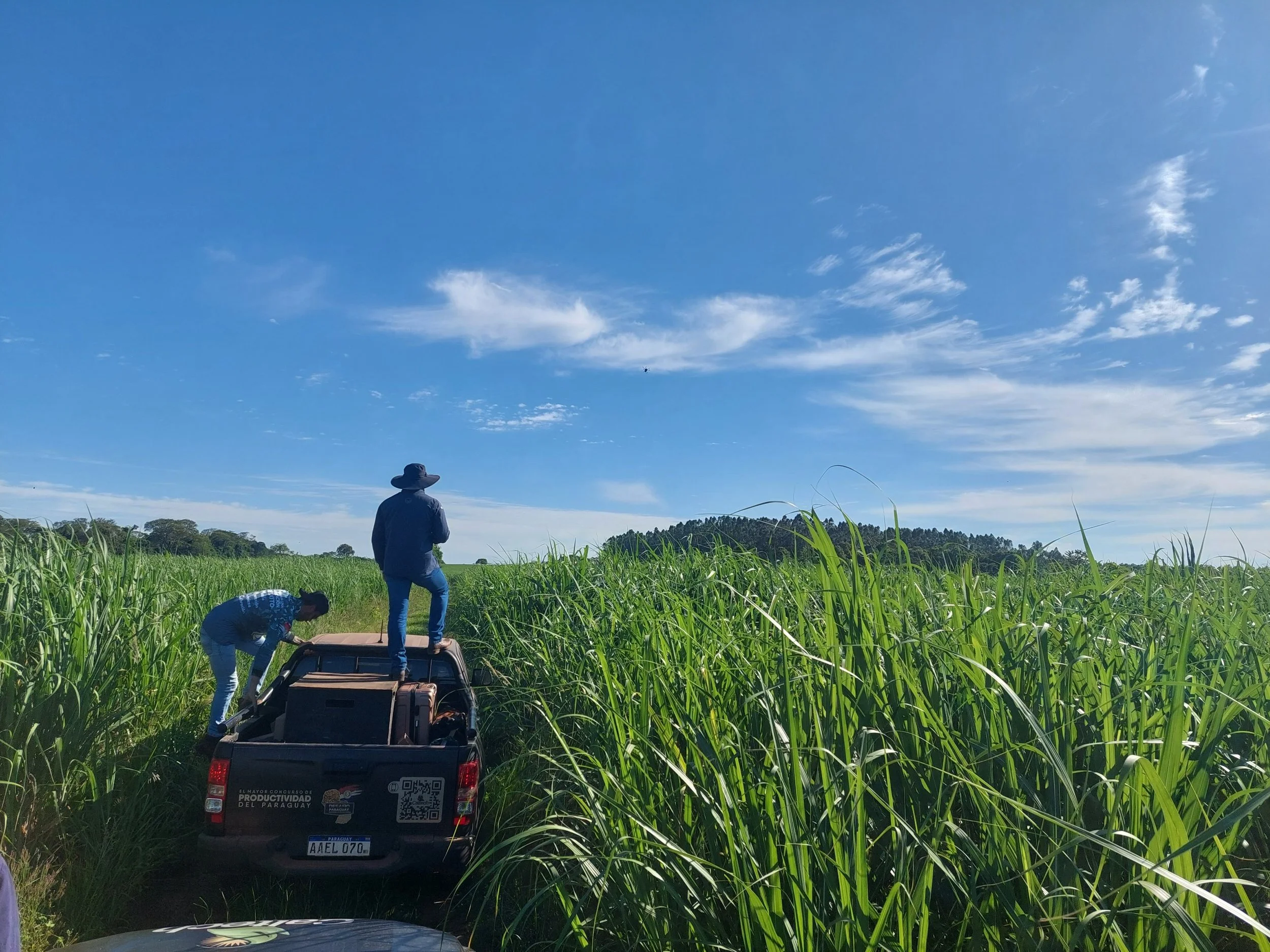 Releasing the wasps over a sugarcane field