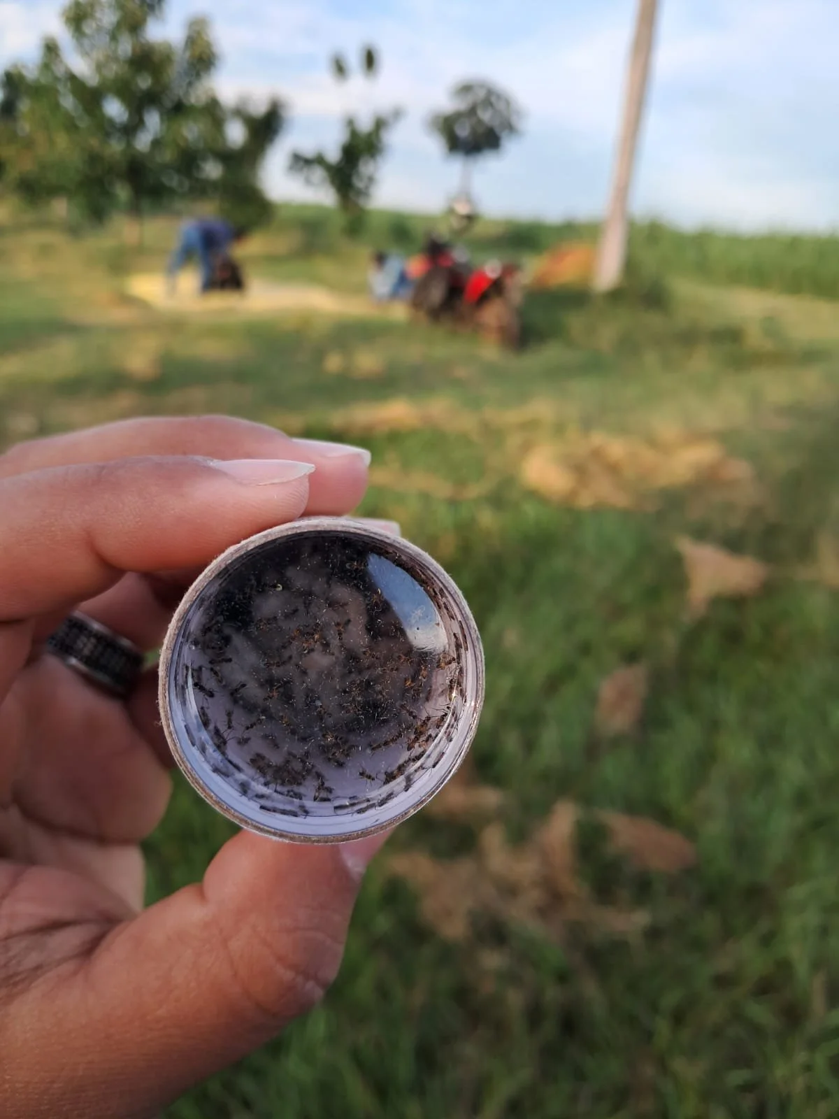 Wasps in their biodegradable tube for transport