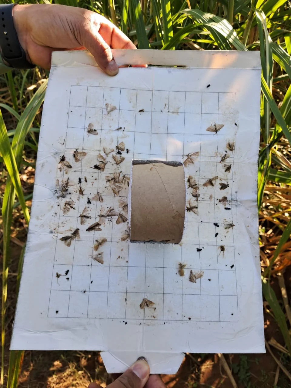 A sugarcane borer trap