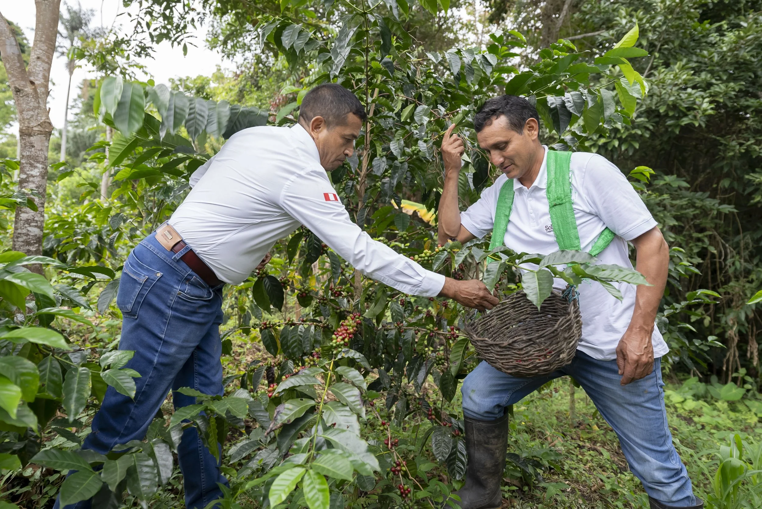 Gerardo receives help harvesting his coffee from fellow member and co-op manager, Gerardo Alarcón (left)
