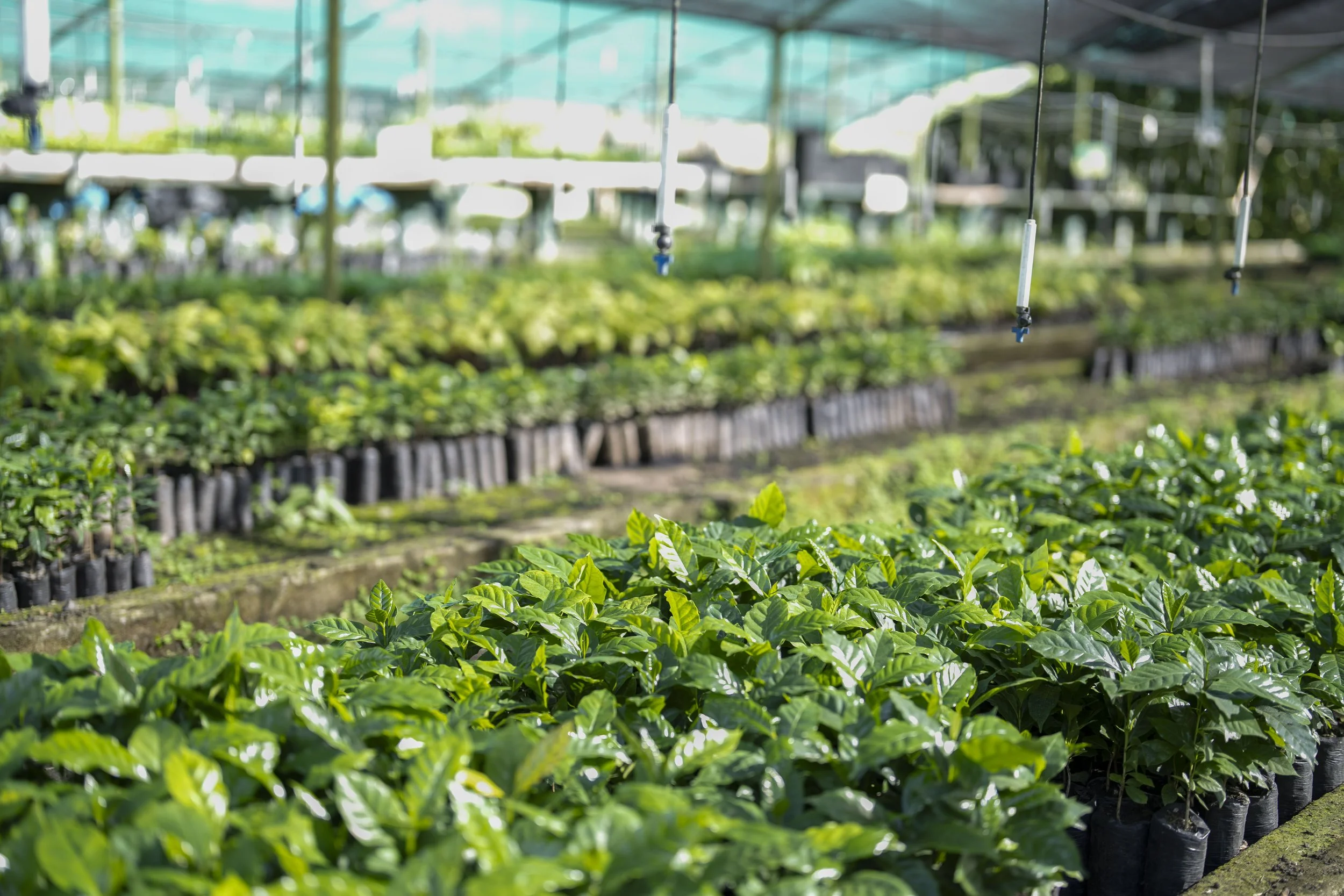 Grants administered by Equal Exchange funded the construction of the co-op's coffee nursery
