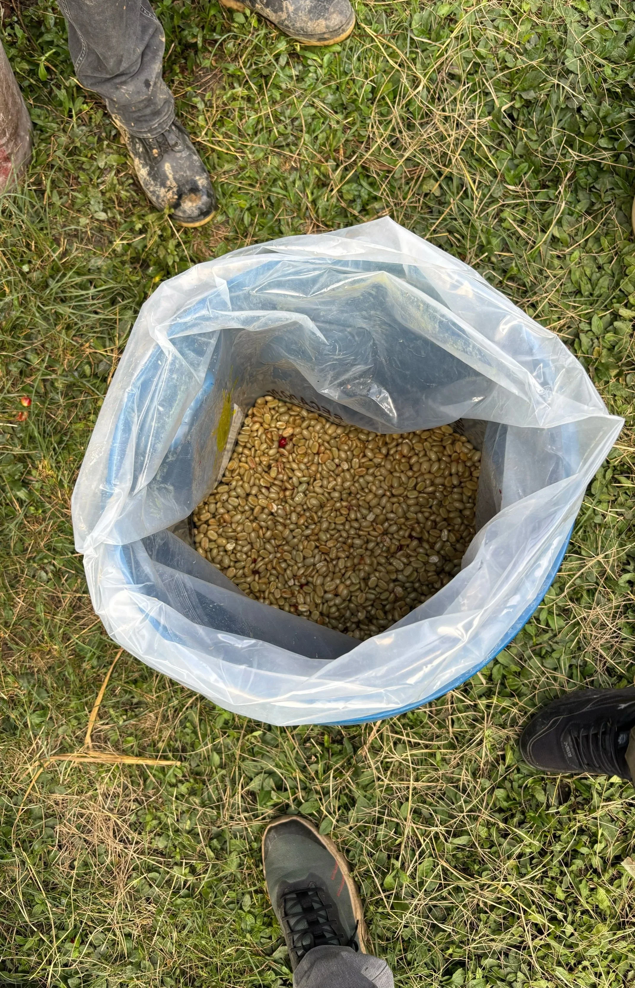 Picked, sorted, washed, depulped...