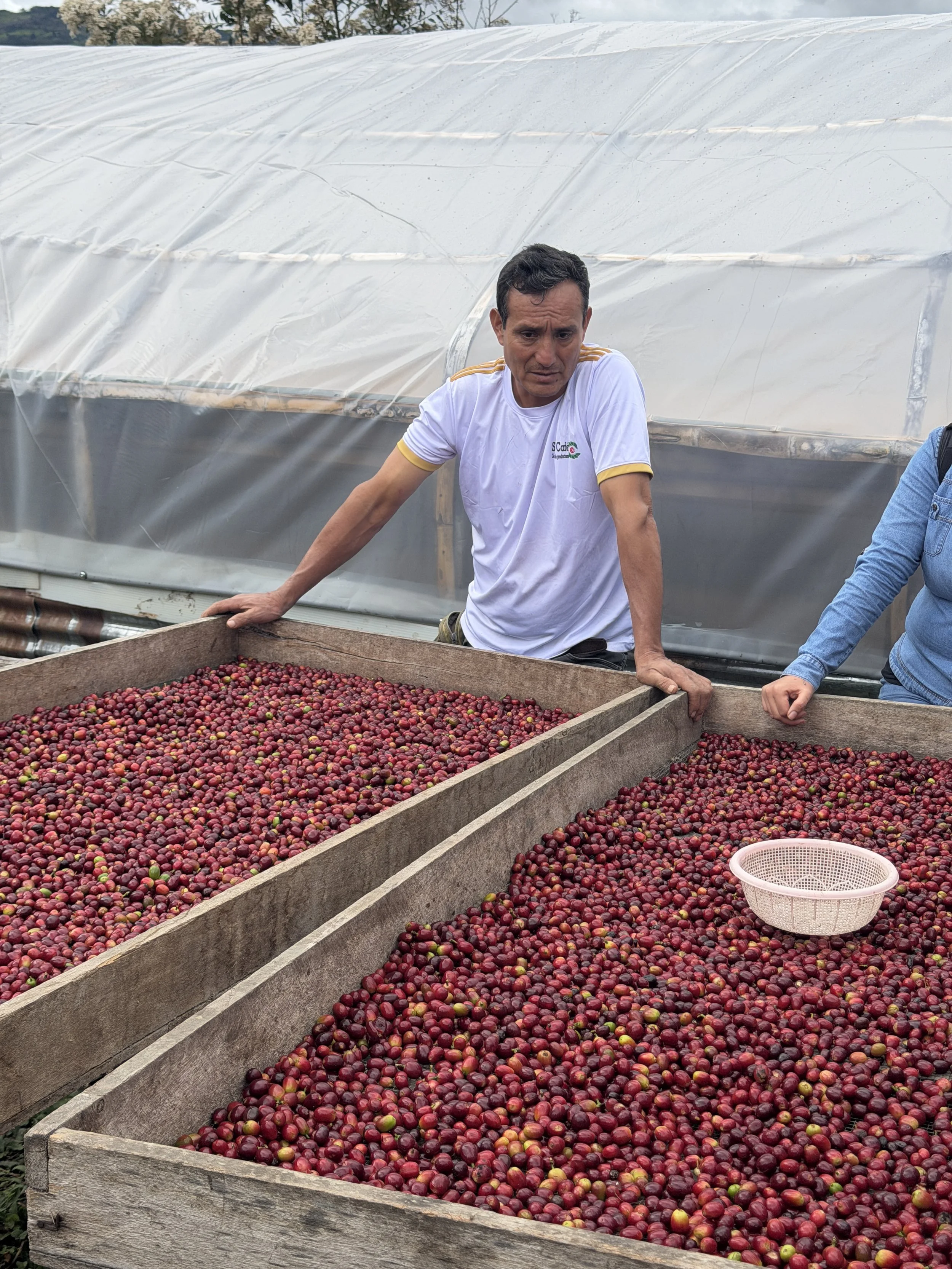 Coffee cherries, freshly harvested, ready to sort for quality