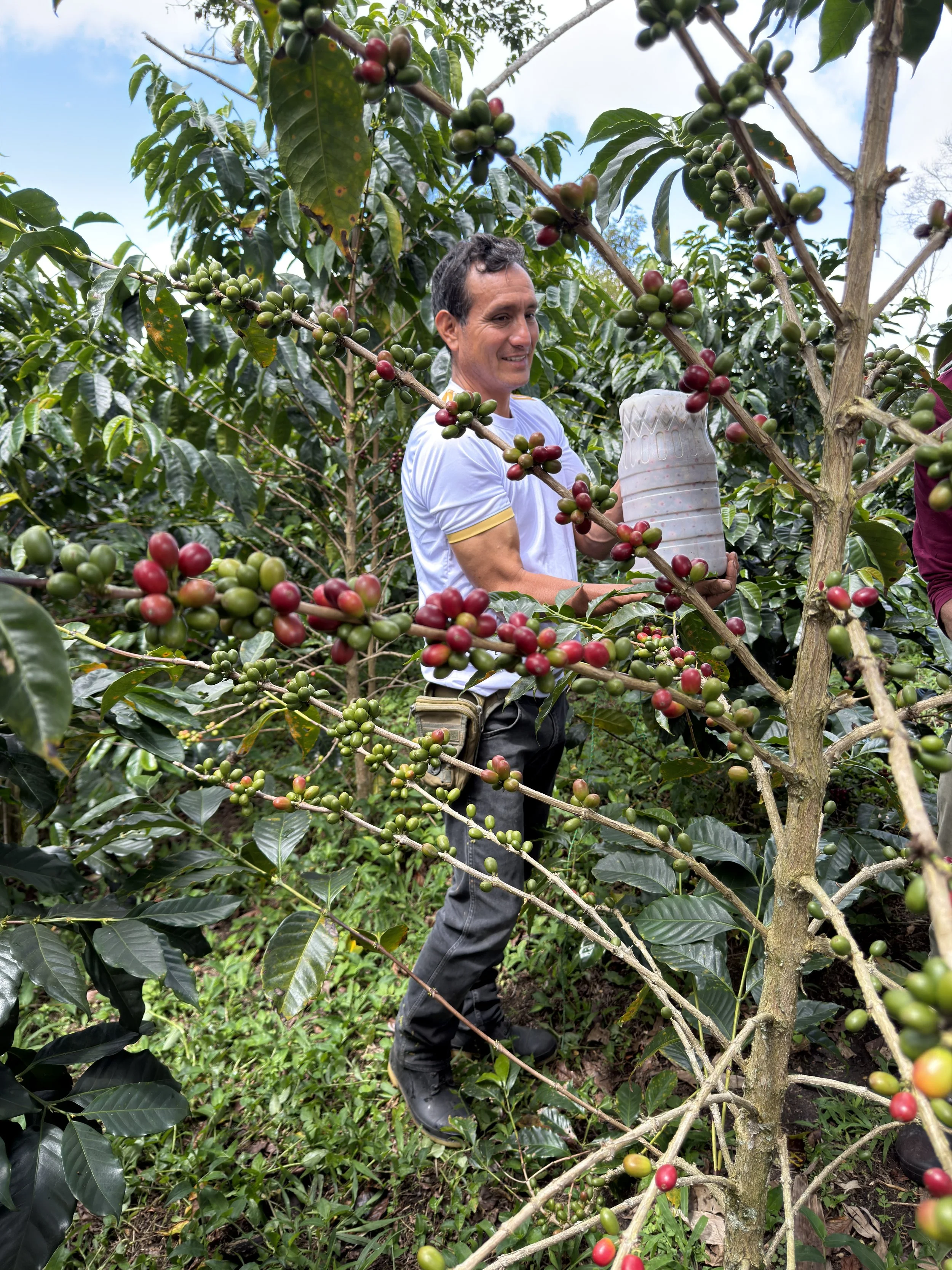 Harvesting ripe coffee cherries on the farm