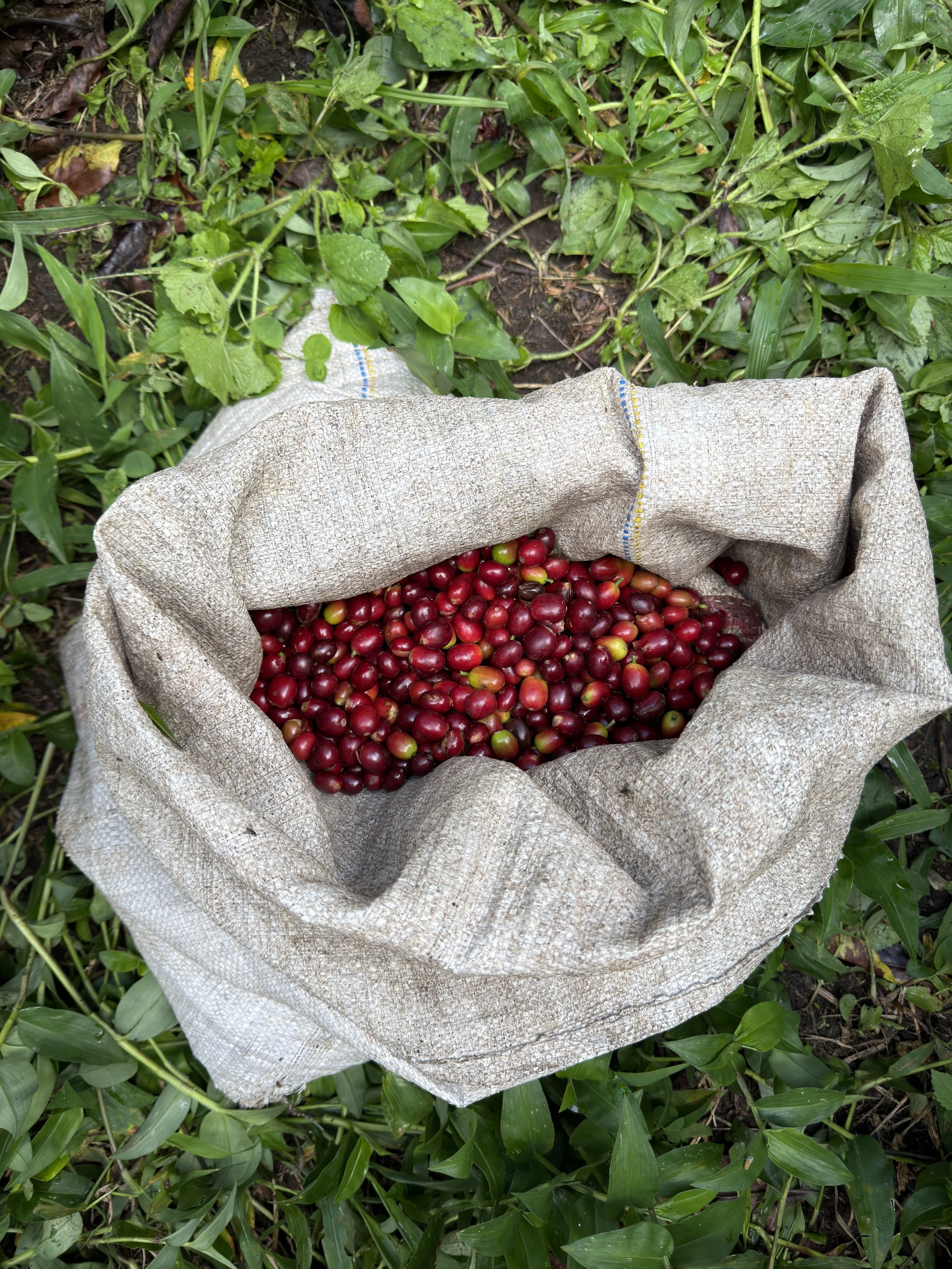A freshly harvested sack of coffee cherries on Gerardo’s farm