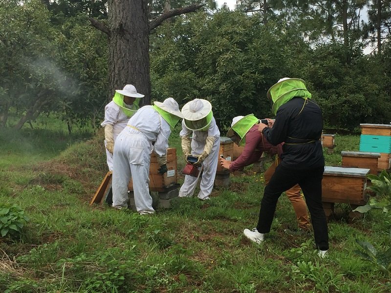 Tinder of Bees” connects farmers with beekeepers - Future Farming