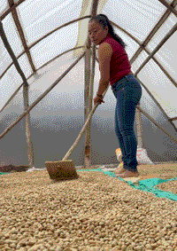 Drying-coffee-beans_Asprocafe-Ingruma-Coop_Colombia.gif