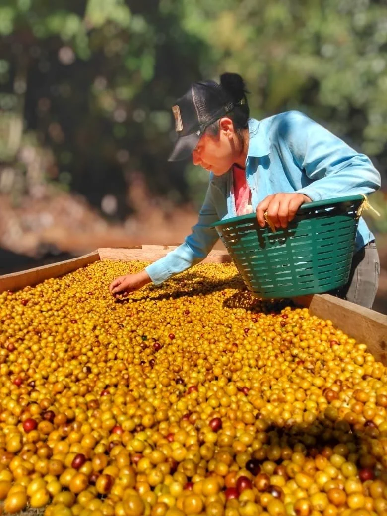 Berenice Gomez sorting through golden coffee cherries.
