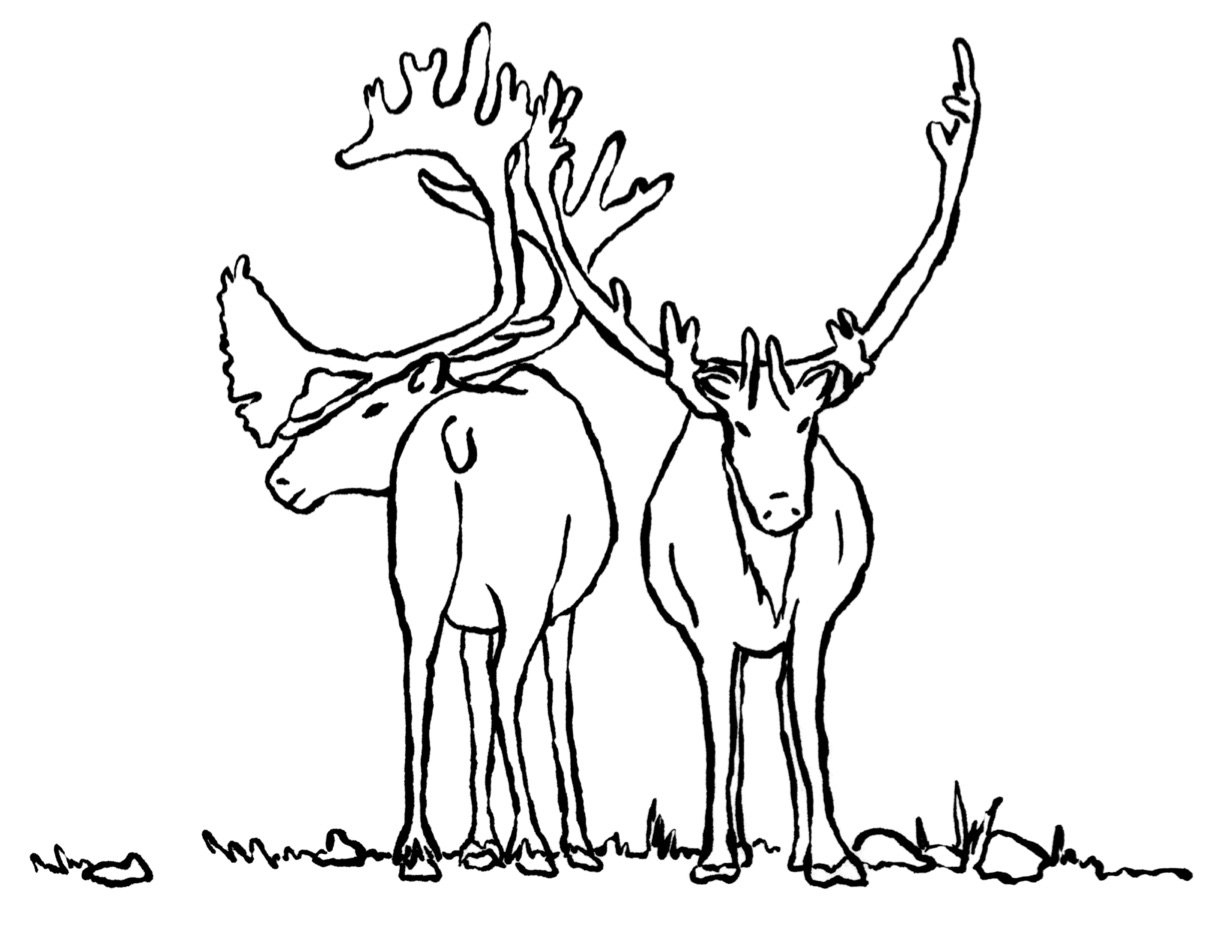 Boreal Forest Illuts Caribou.jpg