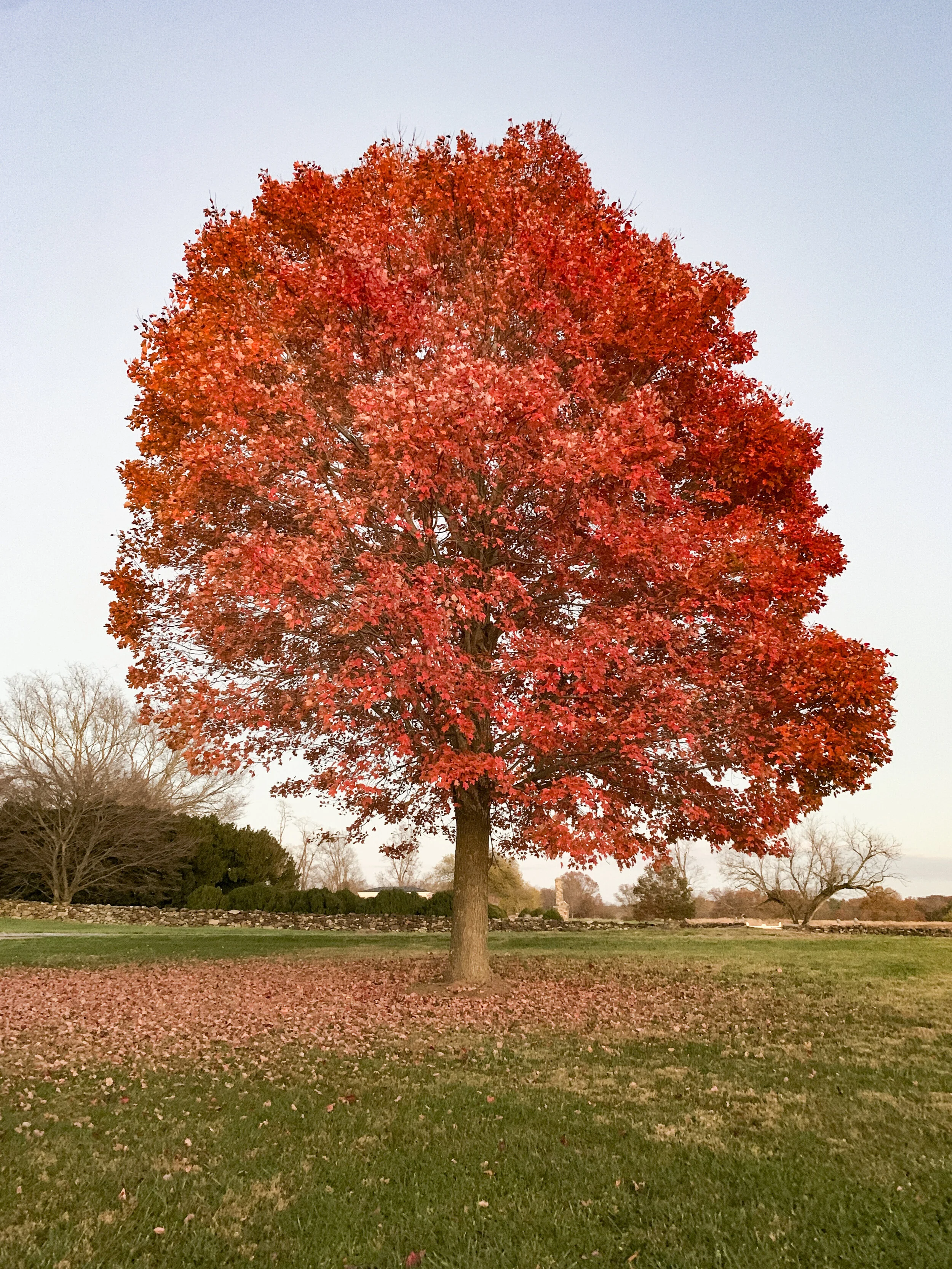 2020-11-10 17.23.59.jpg