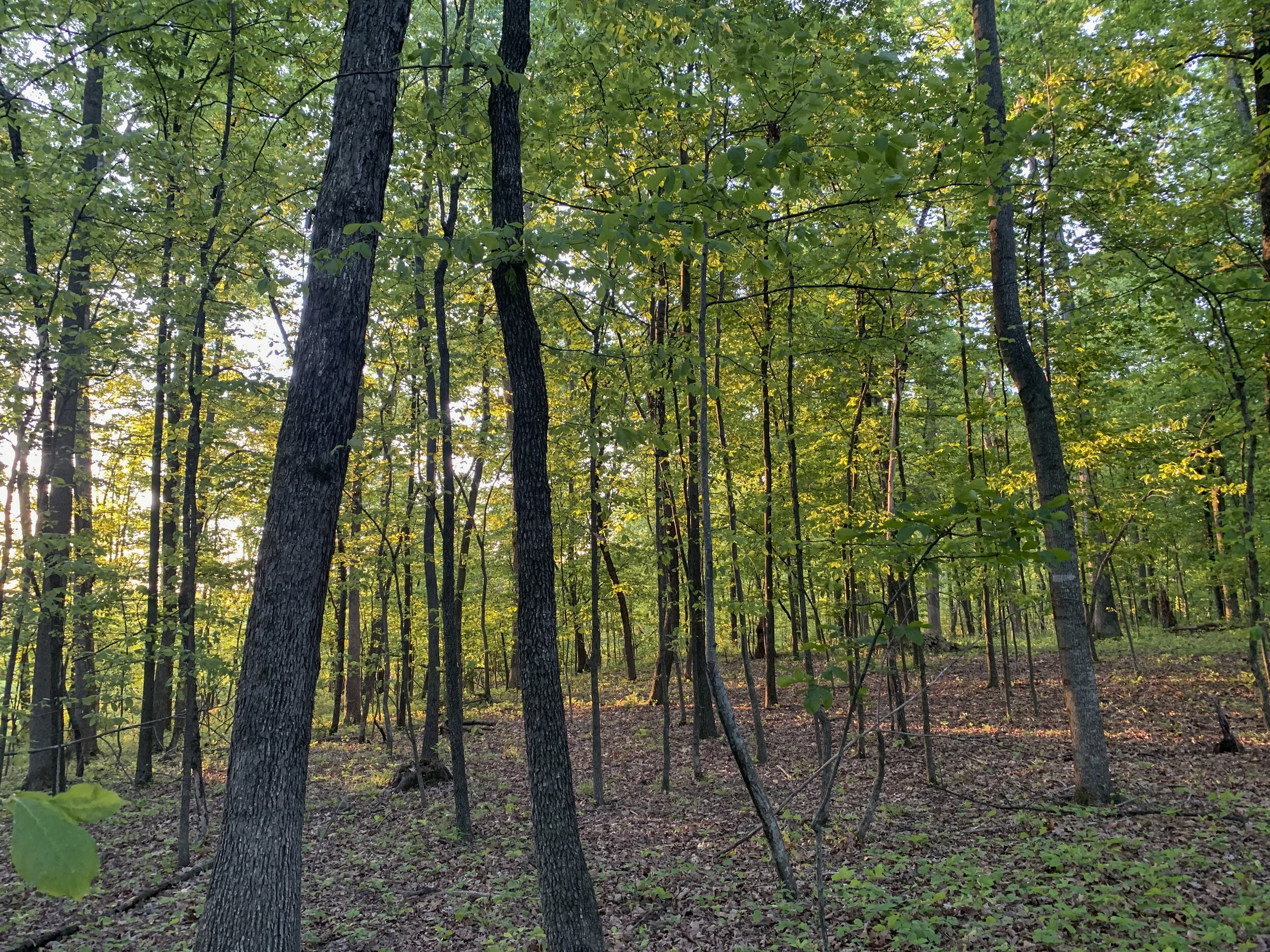 2021-05-06 06.29.19.jpg