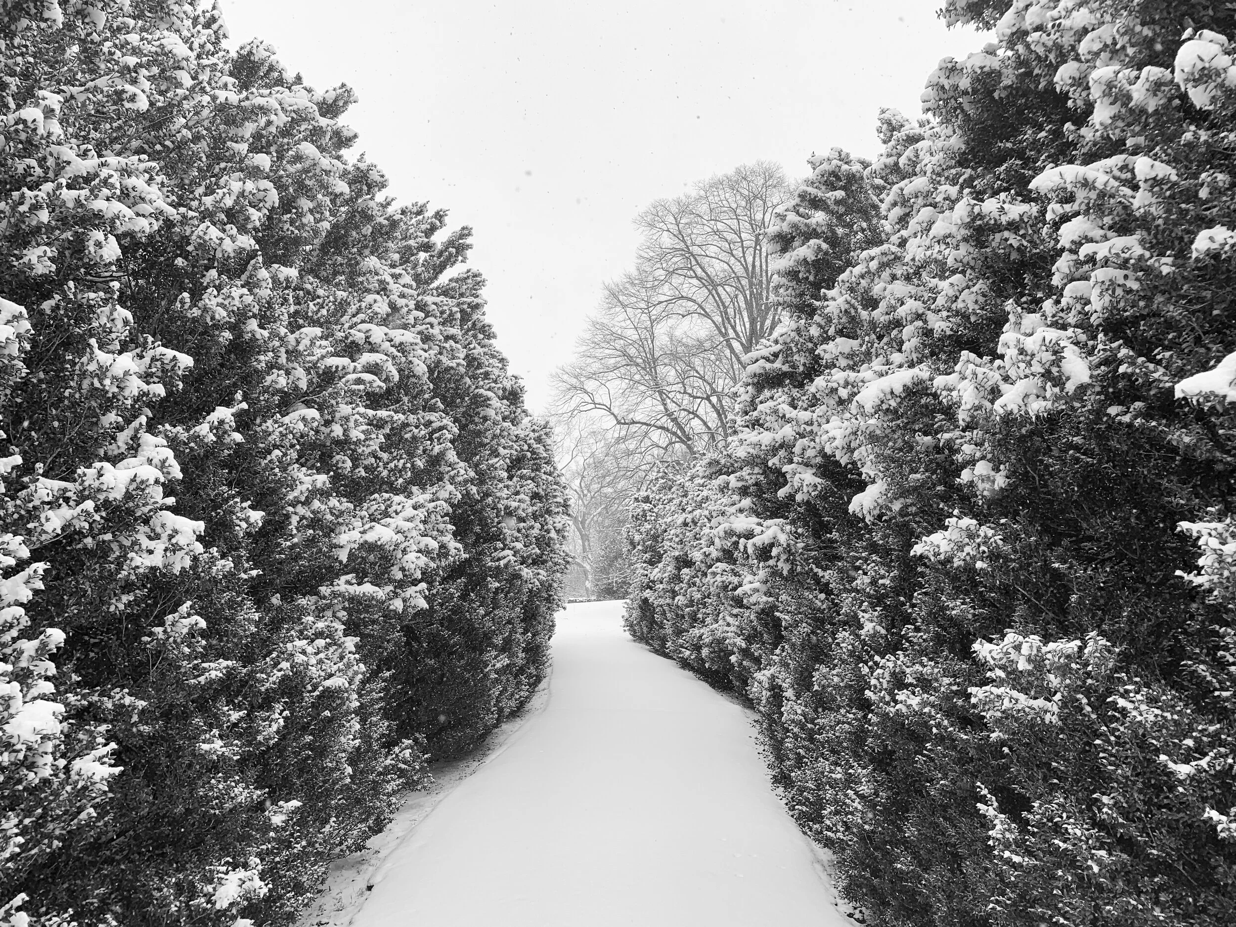 2021-01-31 13.18.18.jpg