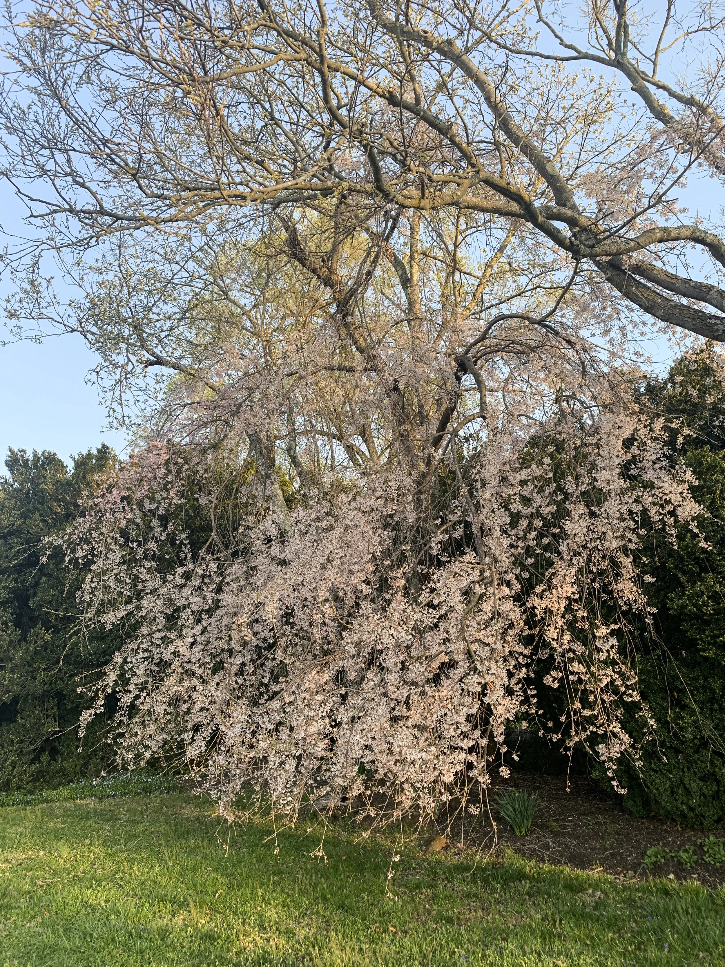 2021-04-05 07.35.09.jpg