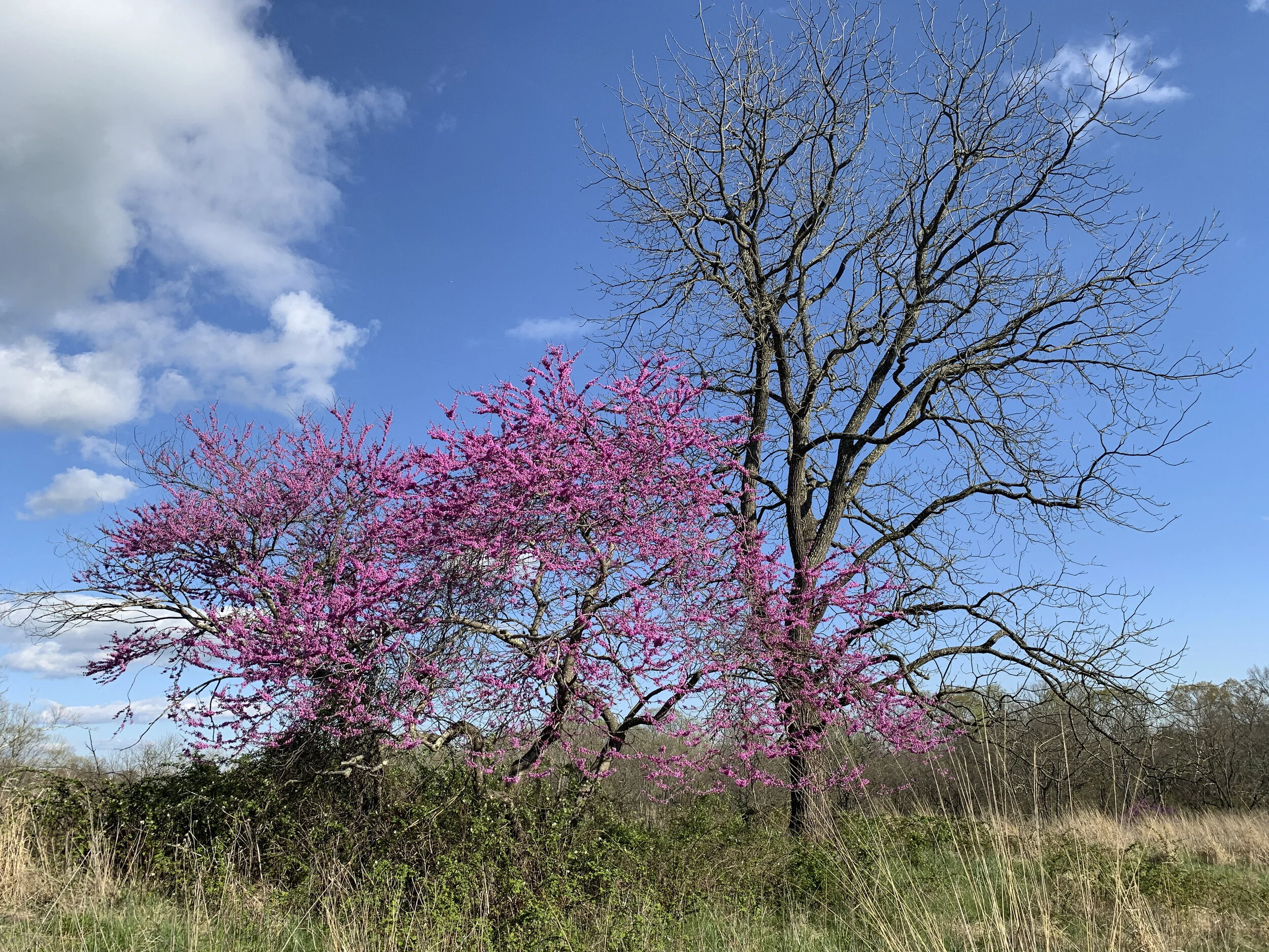 2021-04-16 17.19.29.jpg