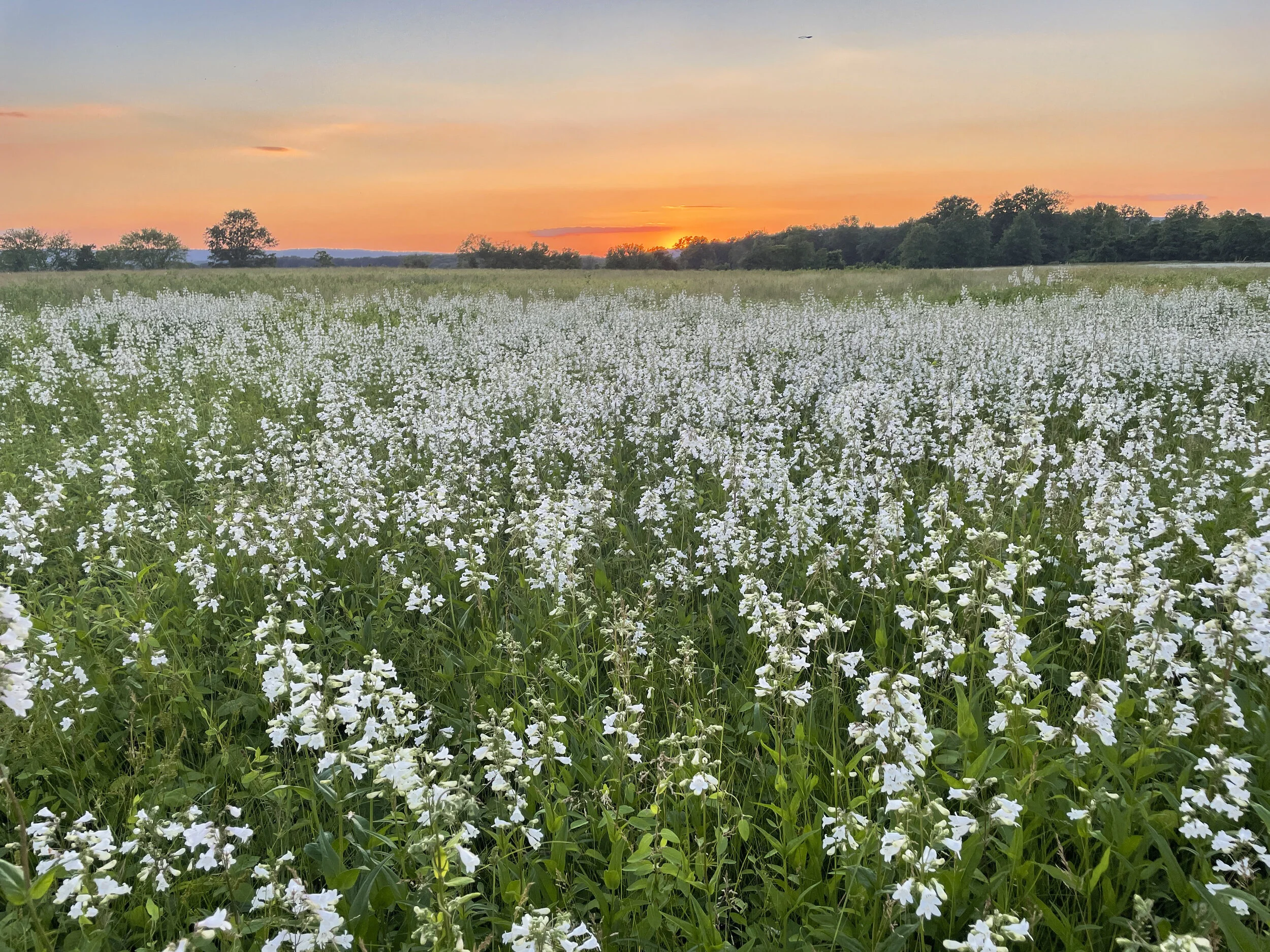 2021-06-04 20.22.26.jpg