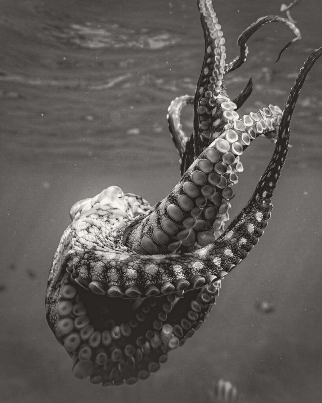 Are You An Octopus? Defining Your Leadership Boundaries for Greater Impact&nbsp;