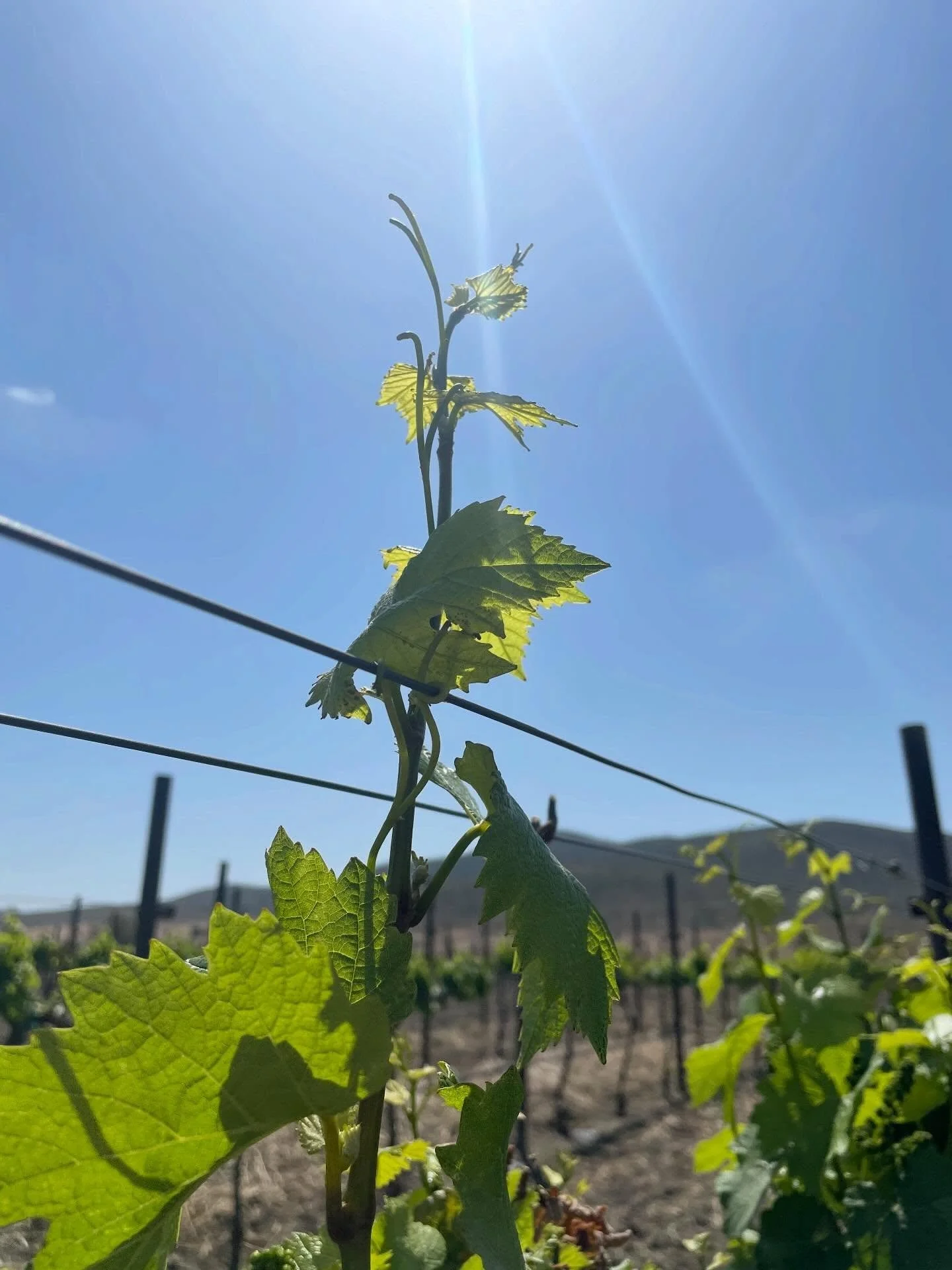 vinos elaborados en el porvenir, con uvas del valle de guadalupe, san vicente &amp; ojos negros. 

encuentra nuestras etiquetas en l&iacute;nea: bajalupano.com

#bajalupano #valledeguadalupe #vinomexicano