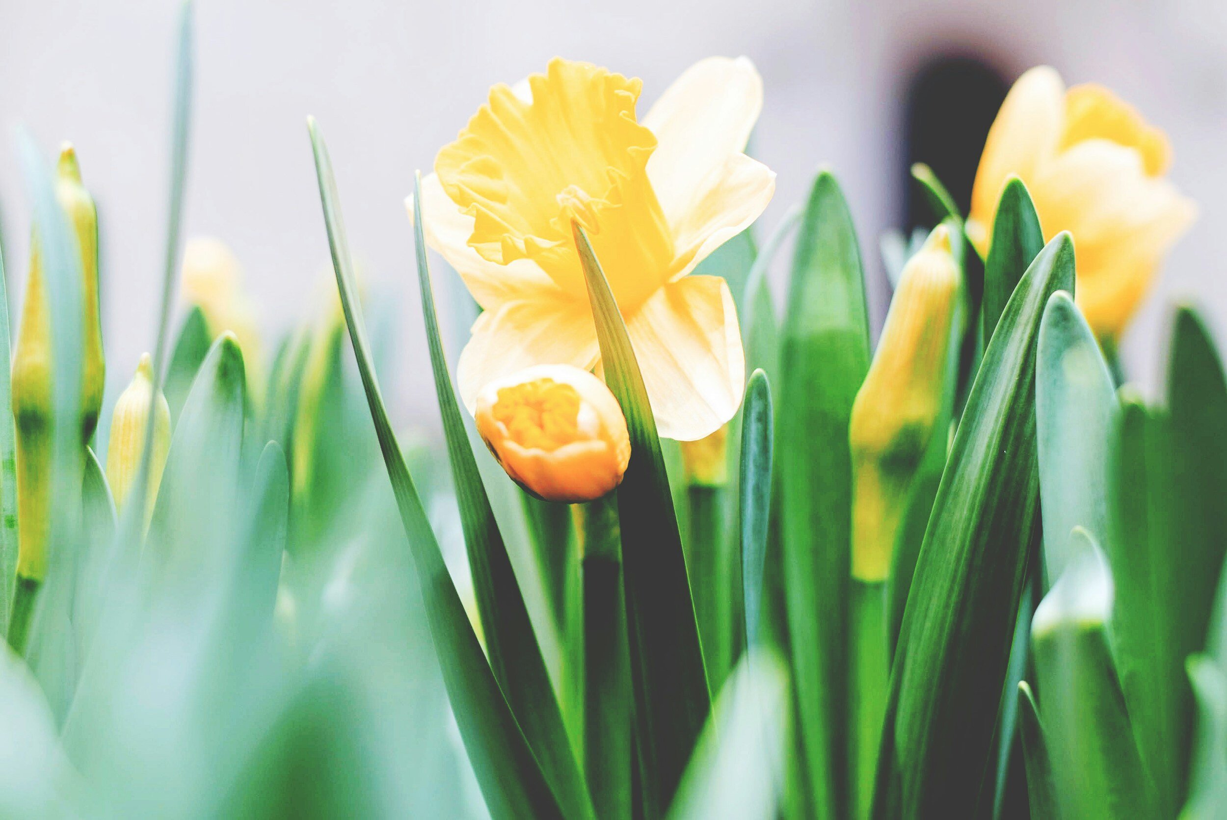 (CLOSED) Easter
