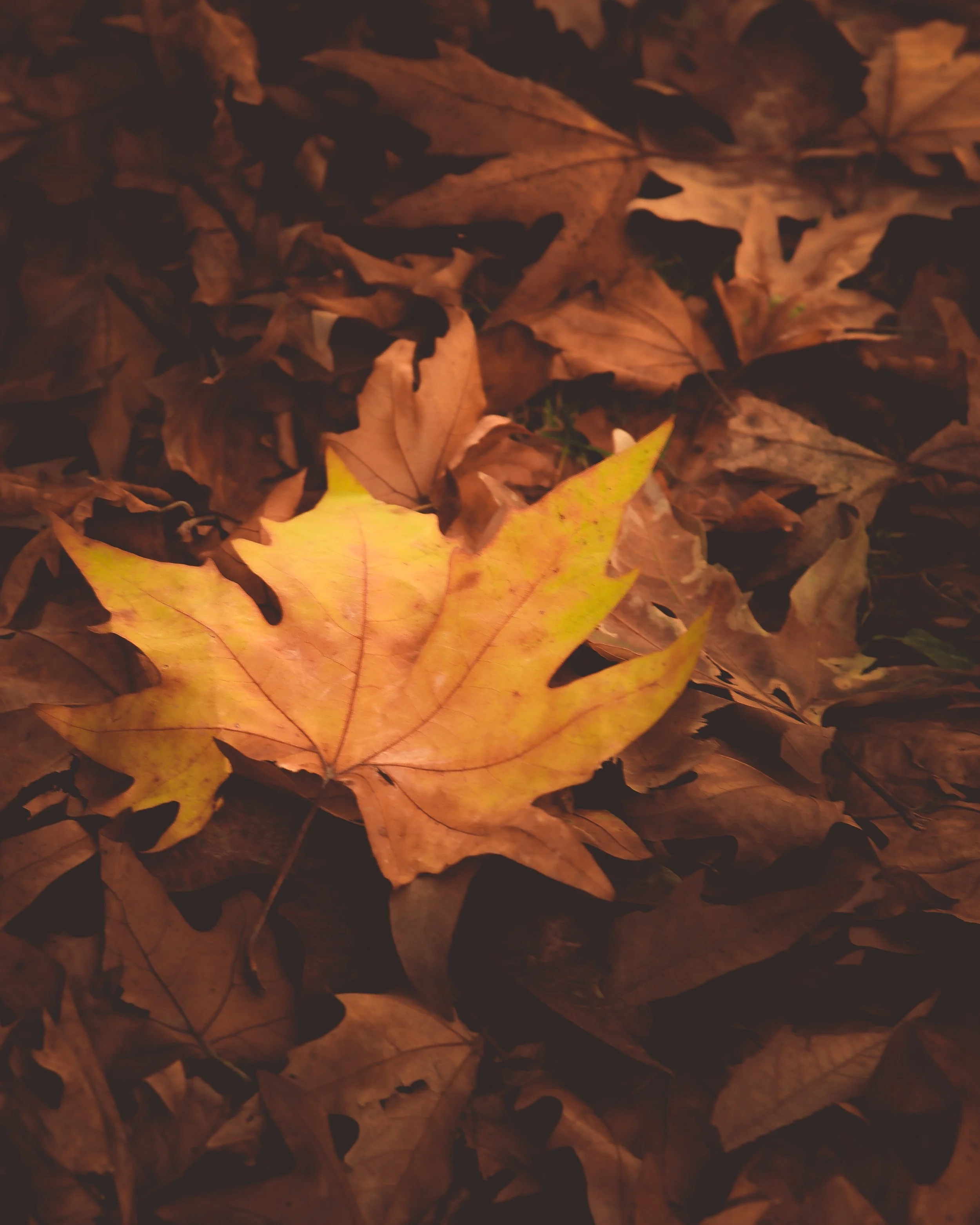 DSC_1143 (2020_02_04 07_32_27 UTC).JPG