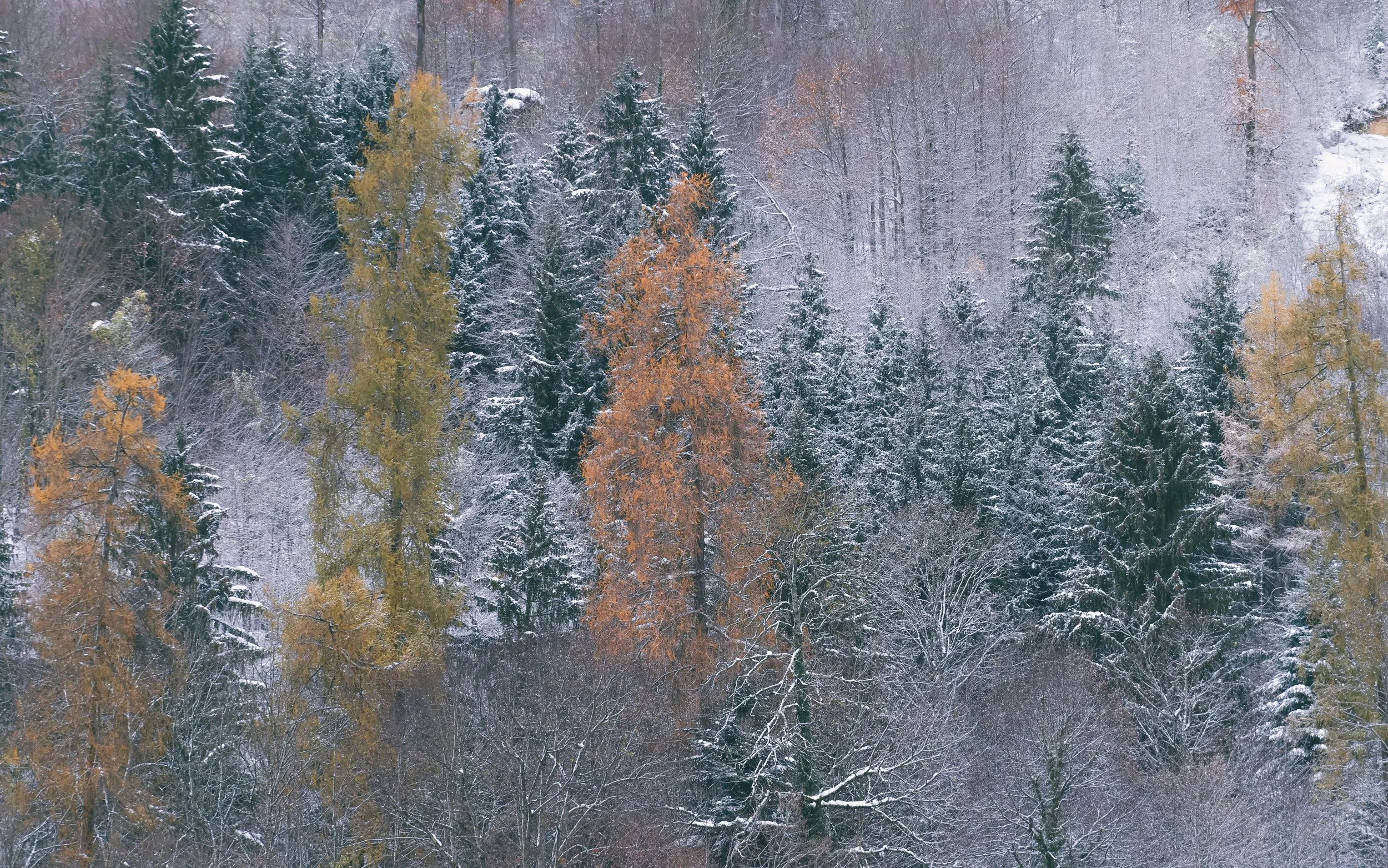 DSC_1621.jpg