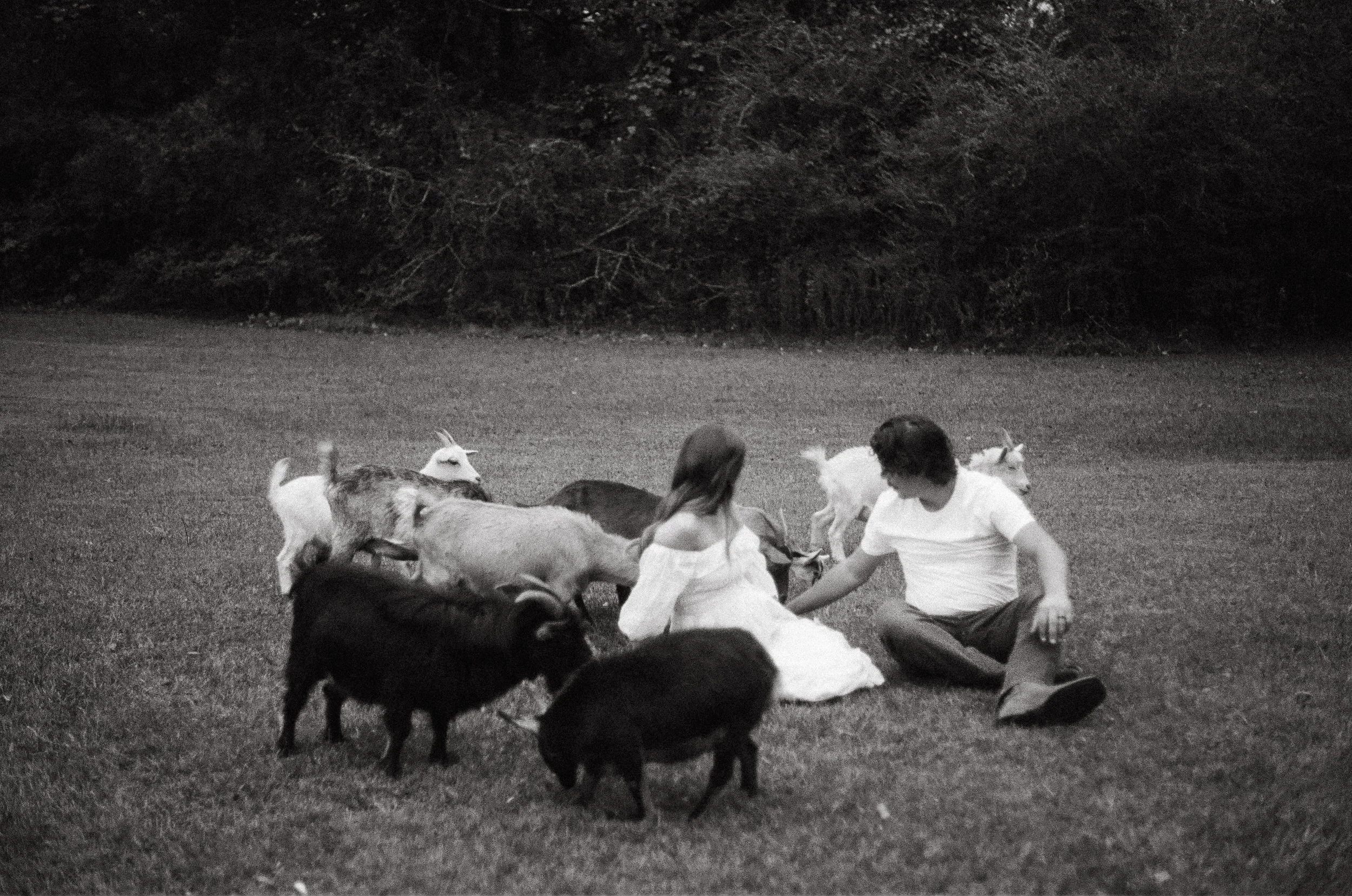 A black and white photo of a young girl and boy sitting on grass, feeding goats and pigs in an outdoor setting.