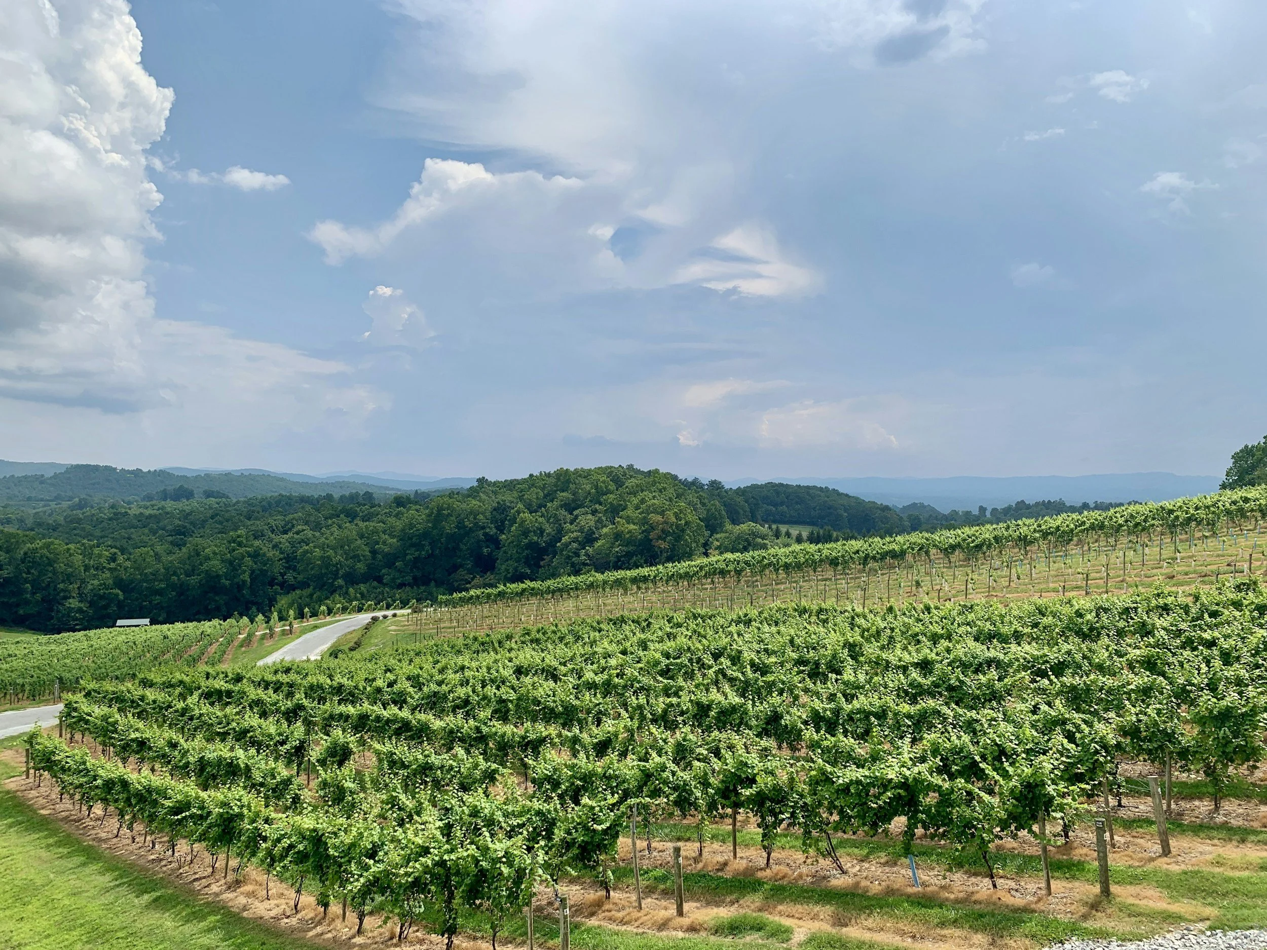 Picture of Champagne wine region
