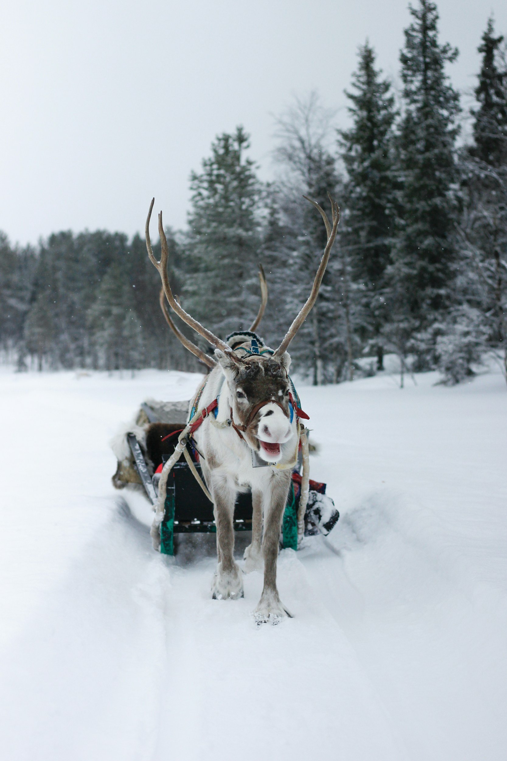 Reindeer with mouth open, pulling a sled over thick snow with tall pine trees in the background.