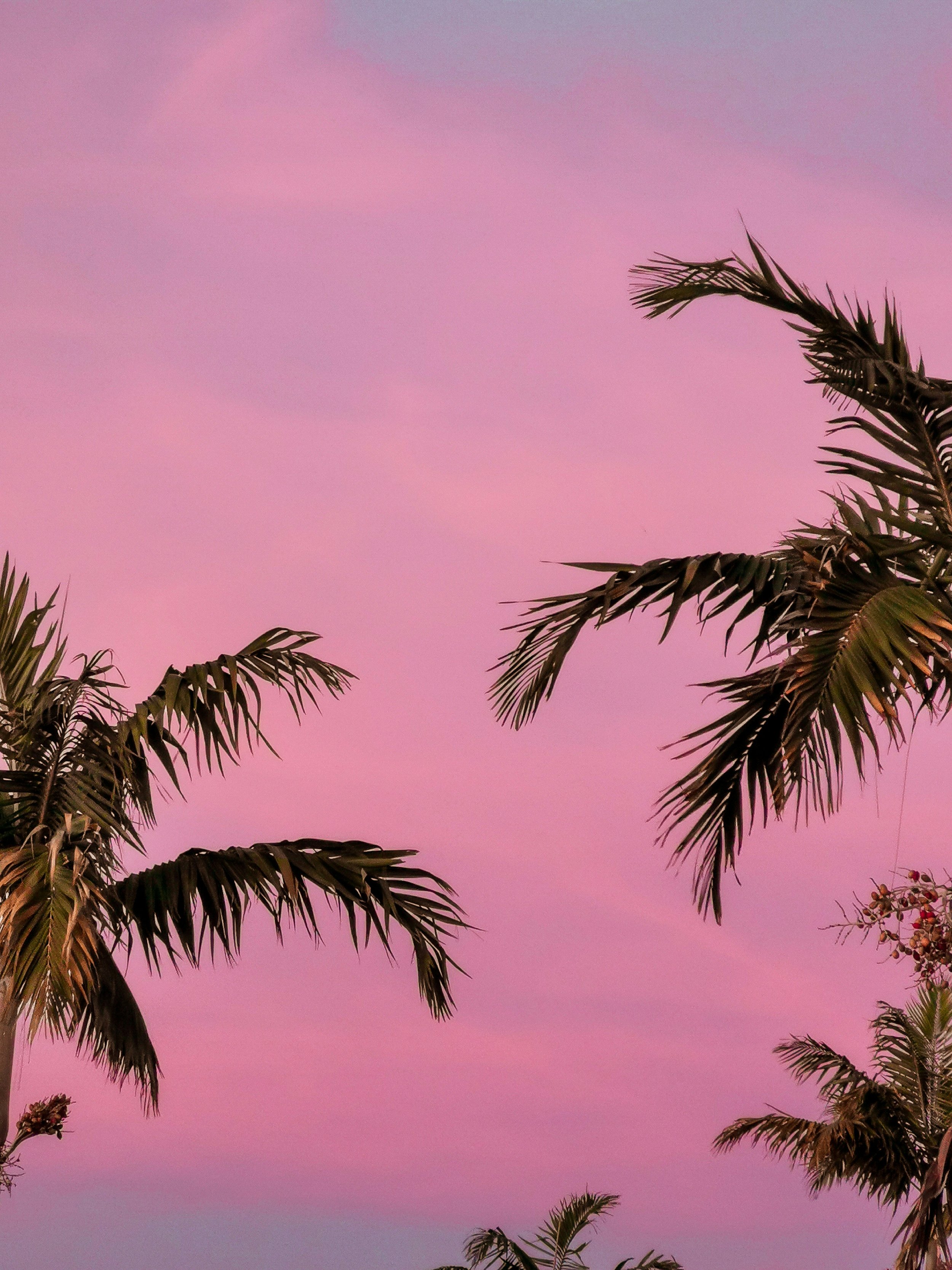 pink sunset and palm trees in south pointe park miami best spot to watch the sunset