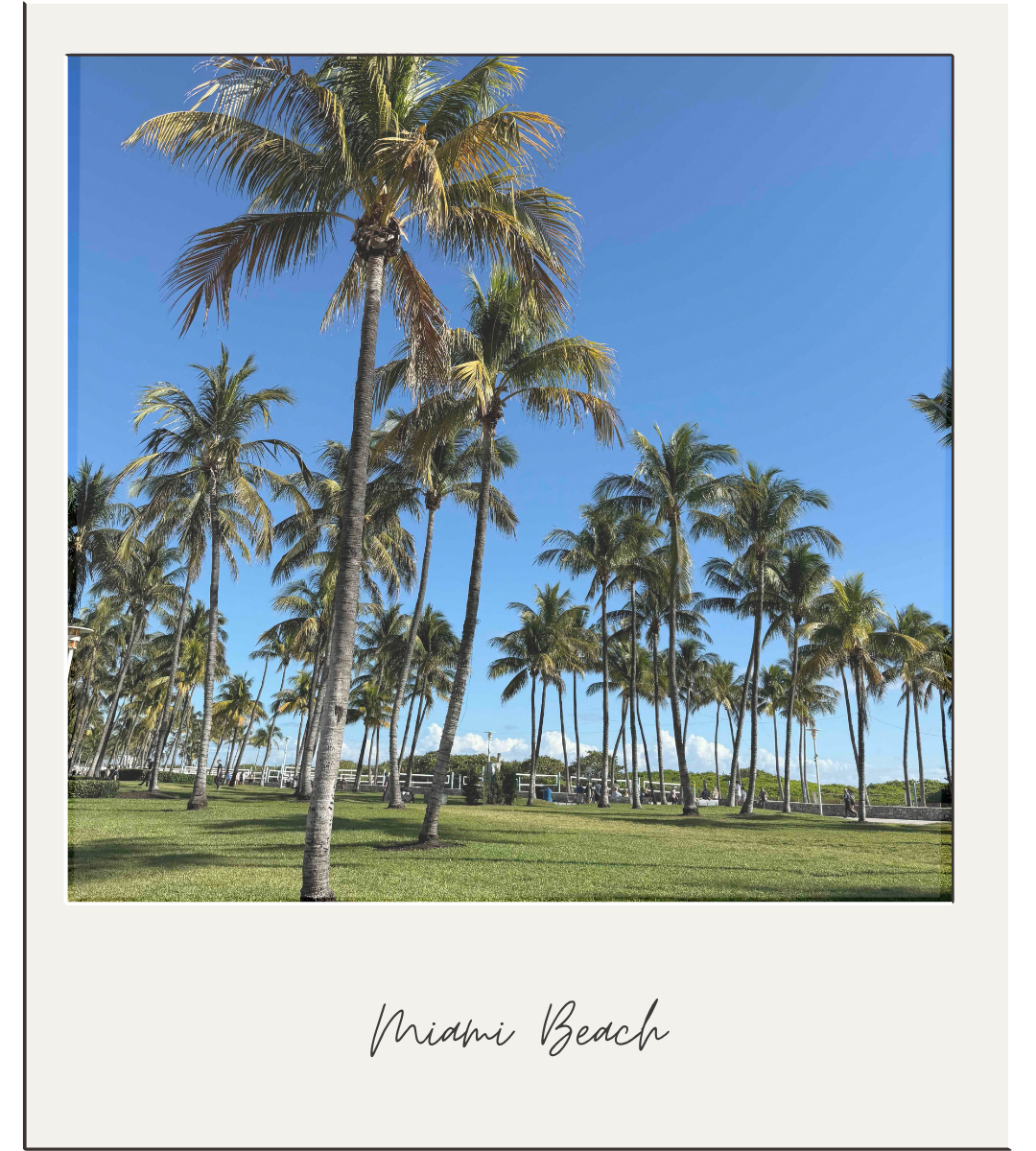 palm trees in local Miami neighborhood
