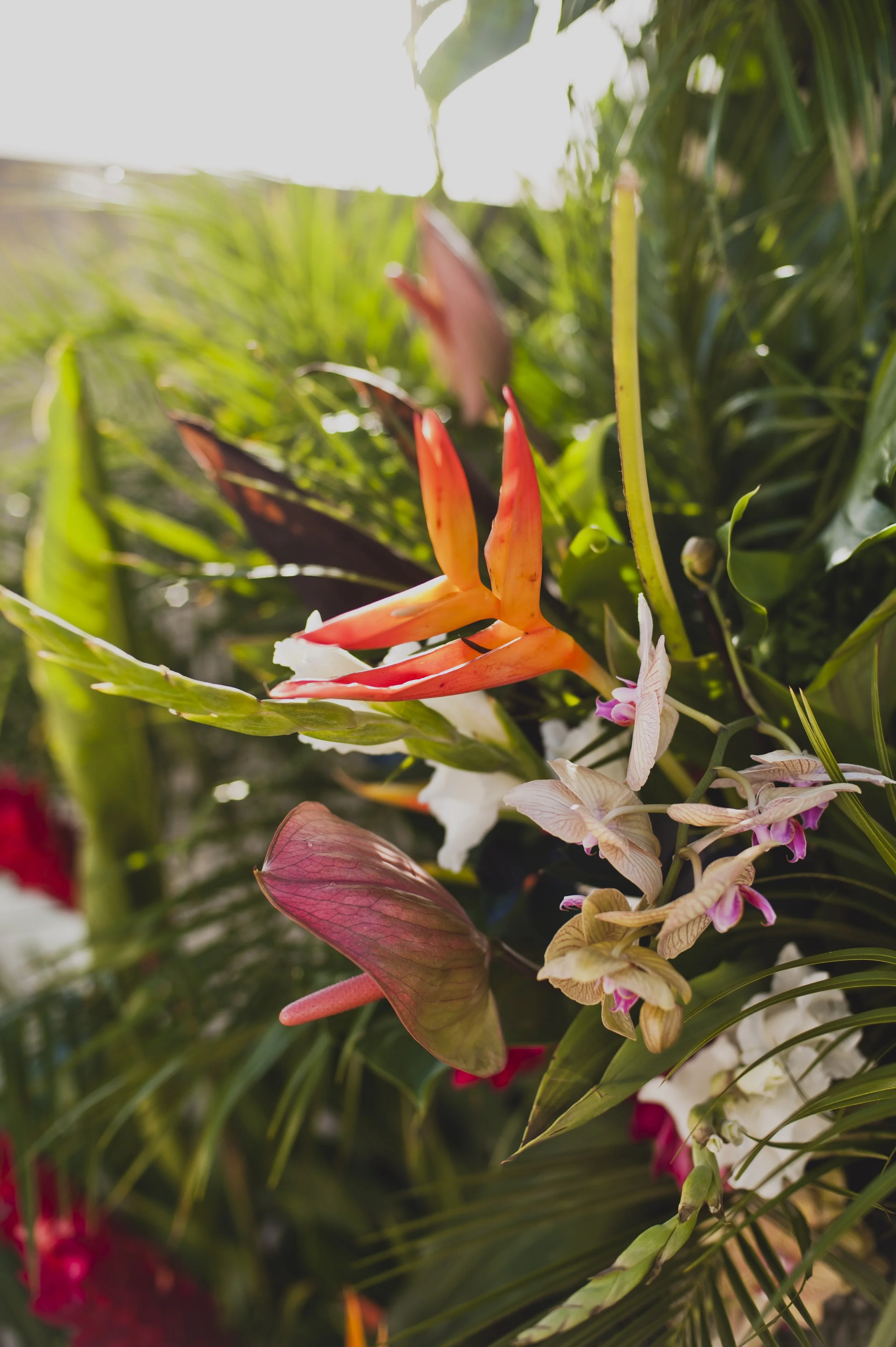 Close-up of a contemporary tropical ceremony backdrop with white orchids, blush anthuriums, monstera leaves, palms, and ferns for a modern wedding celebration