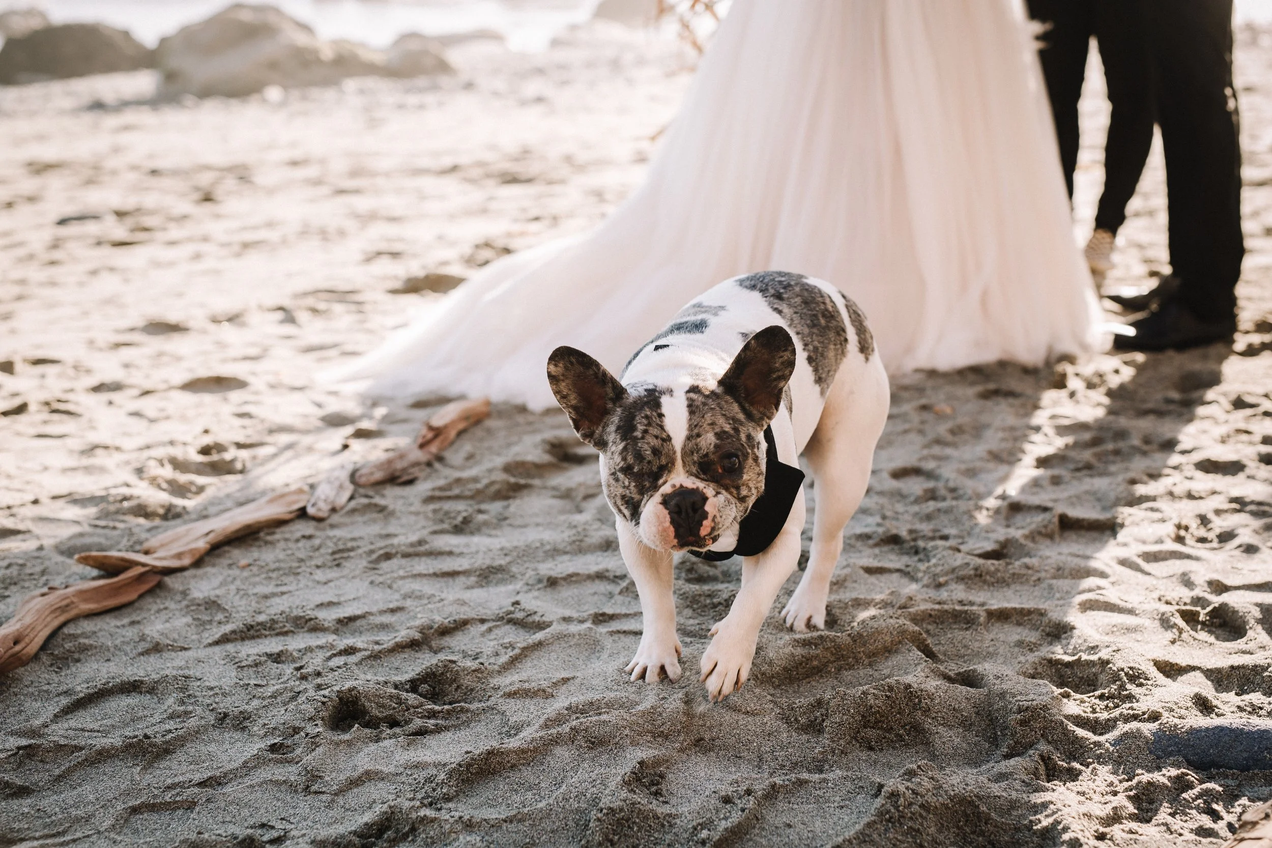Merle French bulldog in a black bow tie on the sand at a beach wedding styled shoot
