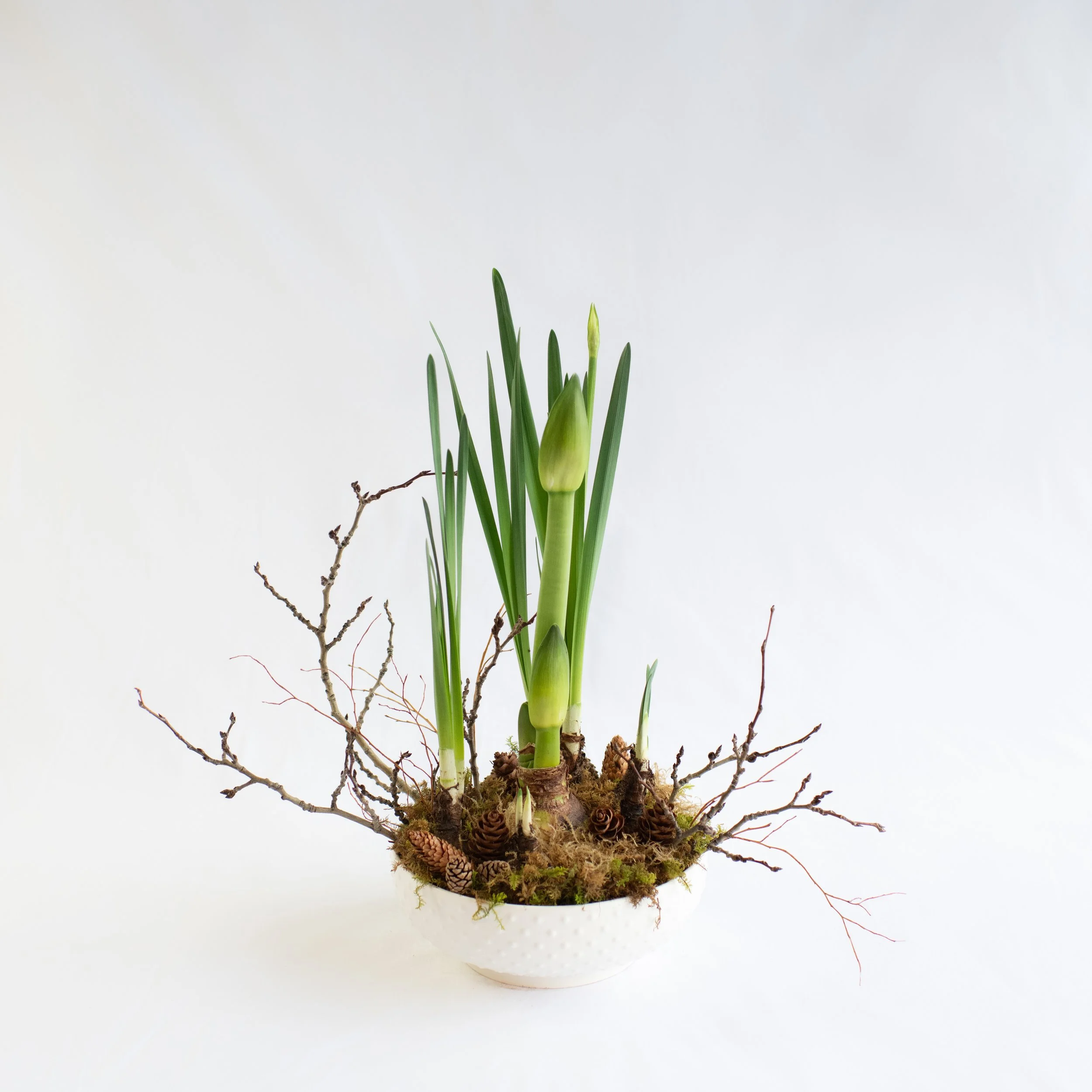 Amaryllis and Paper White Garden Bowl