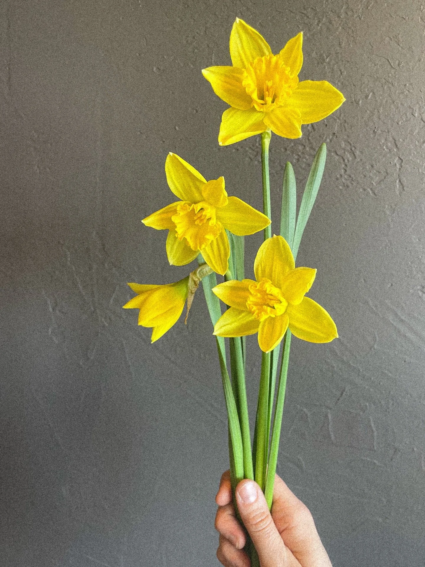 The weather is finally starting to shift, and we&rsquo;re beginning to feel those first hints of spring!

Fresh cut daffodils and tulips are in &mdash; bright, cheerful, and the perfect reminder that the season is changing.

We can&rsquo;t wait for l