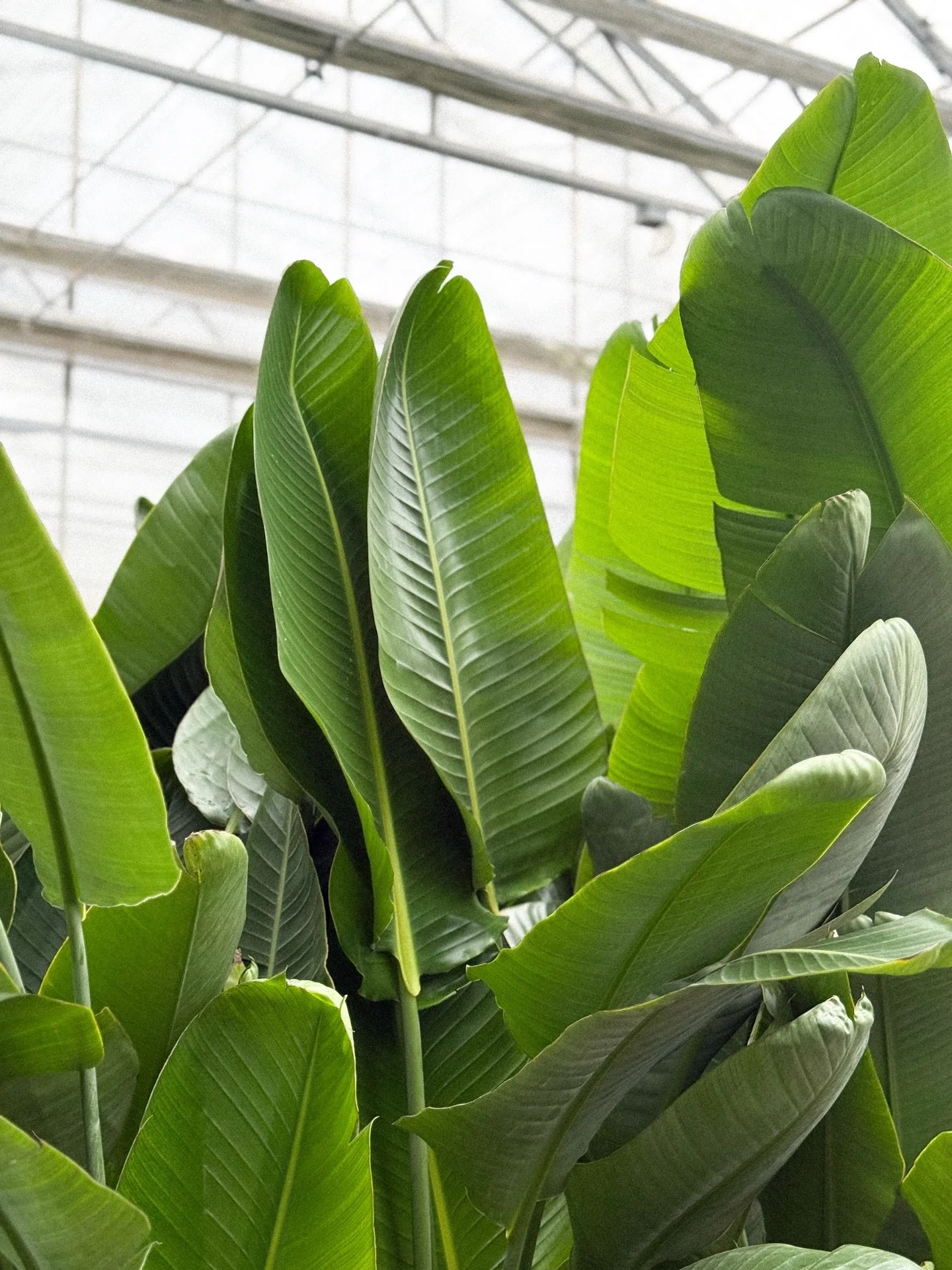 We&rsquo;re ready for you to come plant shopping! 🌿✨
We&rsquo;ve been working hard getting all the new plants settled into their temporary homes&mdash;just waiting for you to take them home.

From leafy greens to fun statement pieces, the shop is fe