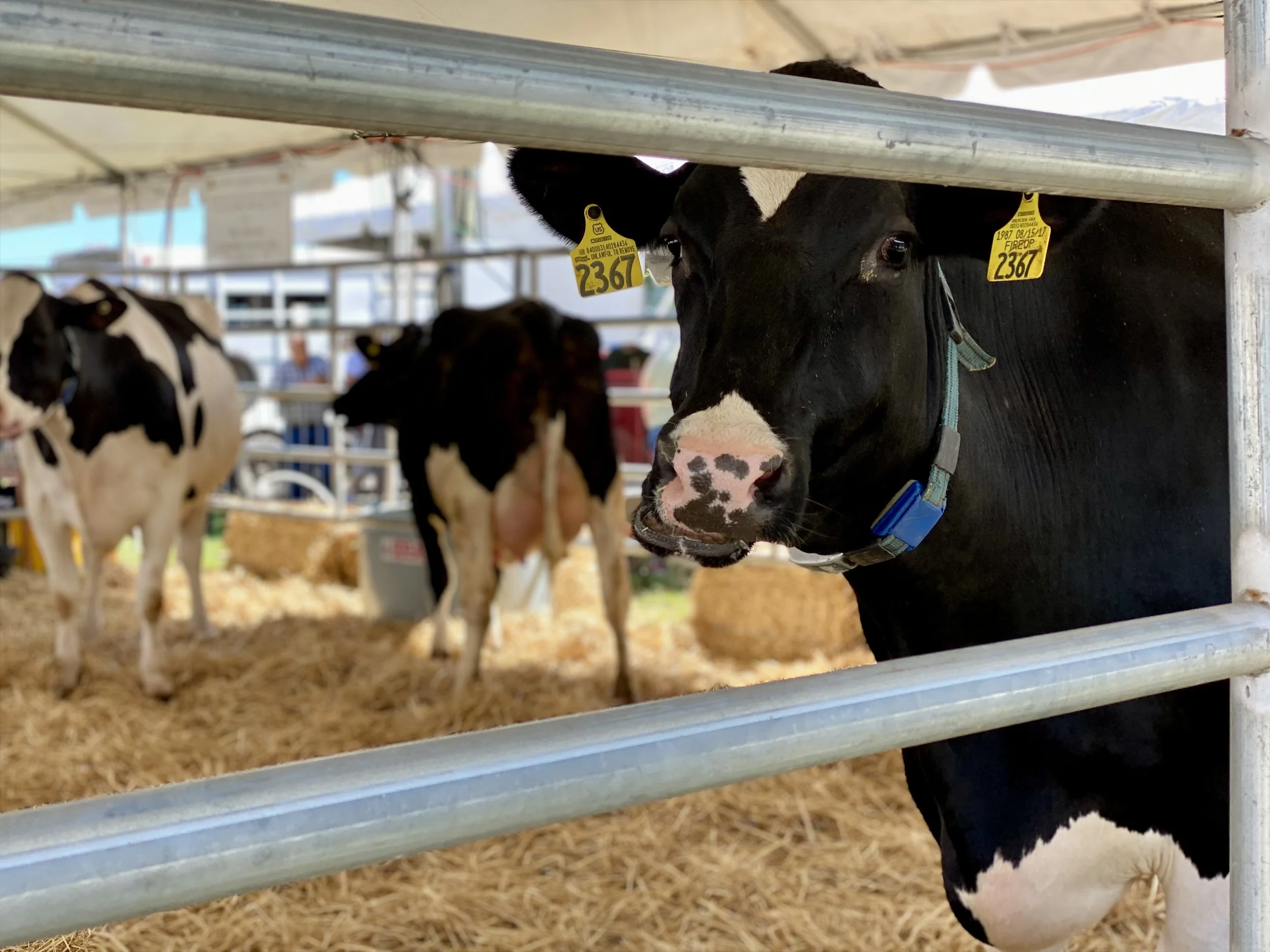 Woodstock Fair, Woodstock, Connecticut