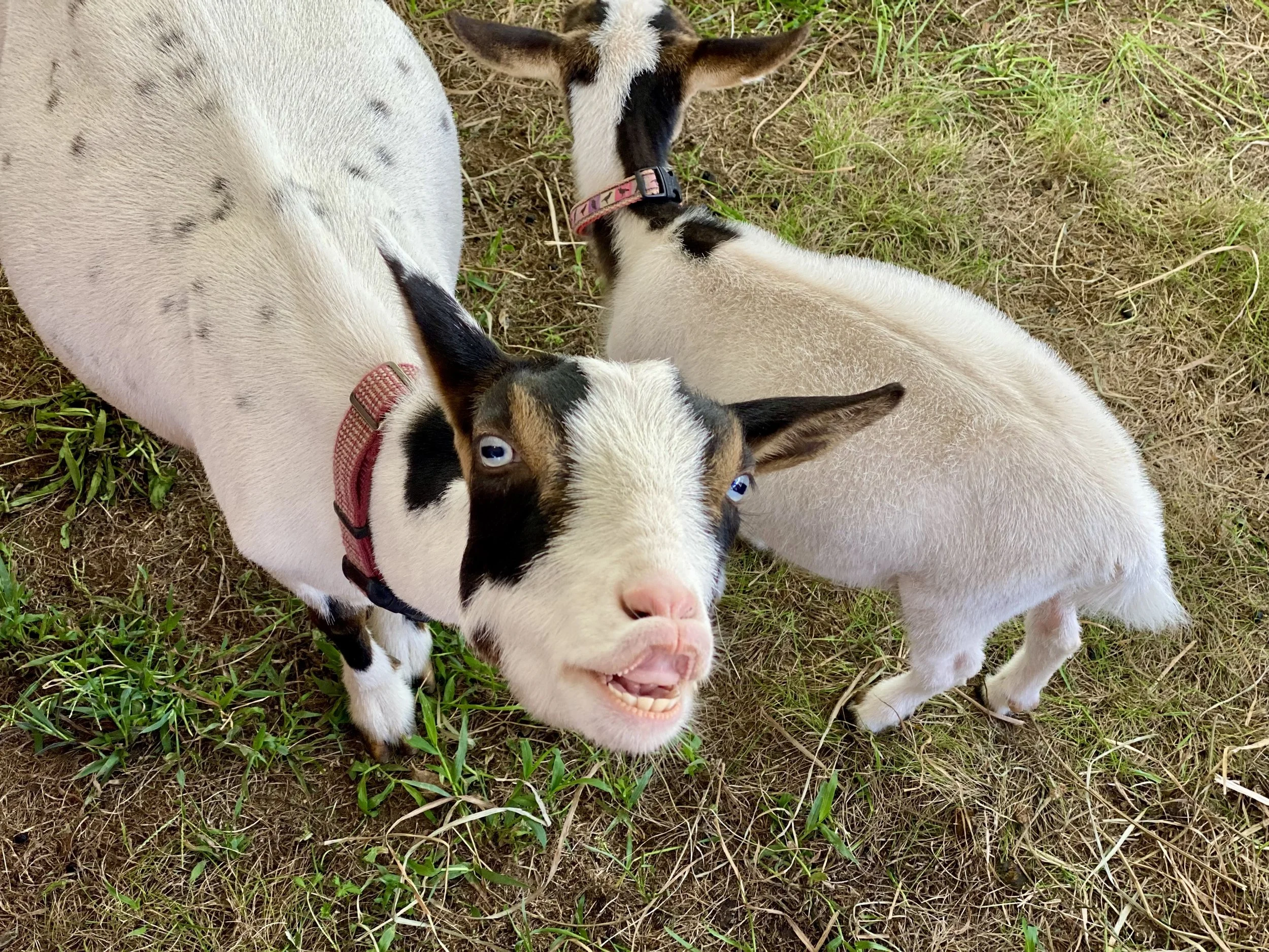 Woodstock Fair, Woodstock, Connecticut