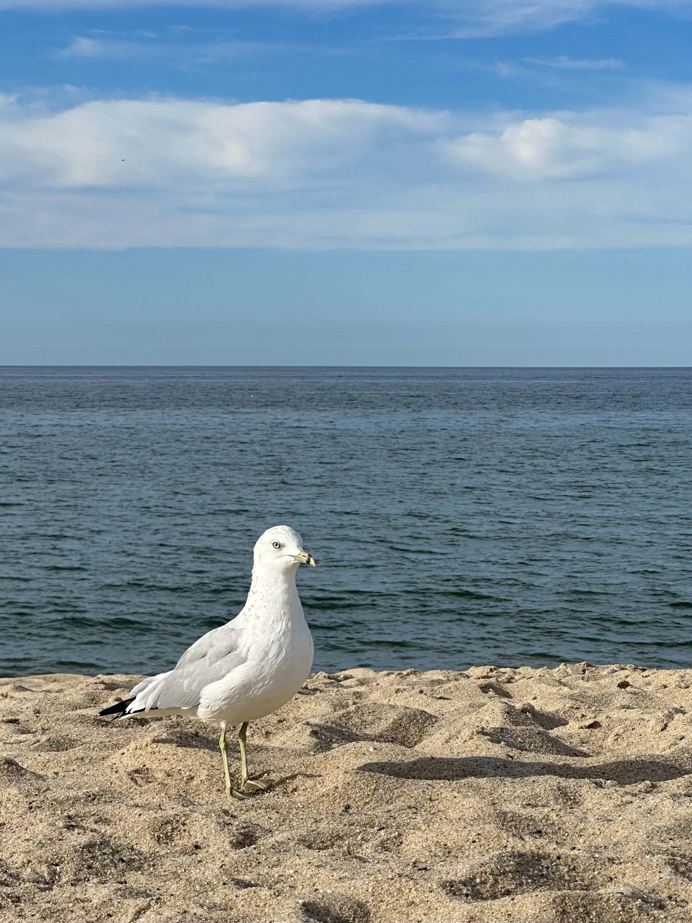 Race Point Beach, Provincetown, Massachusetts