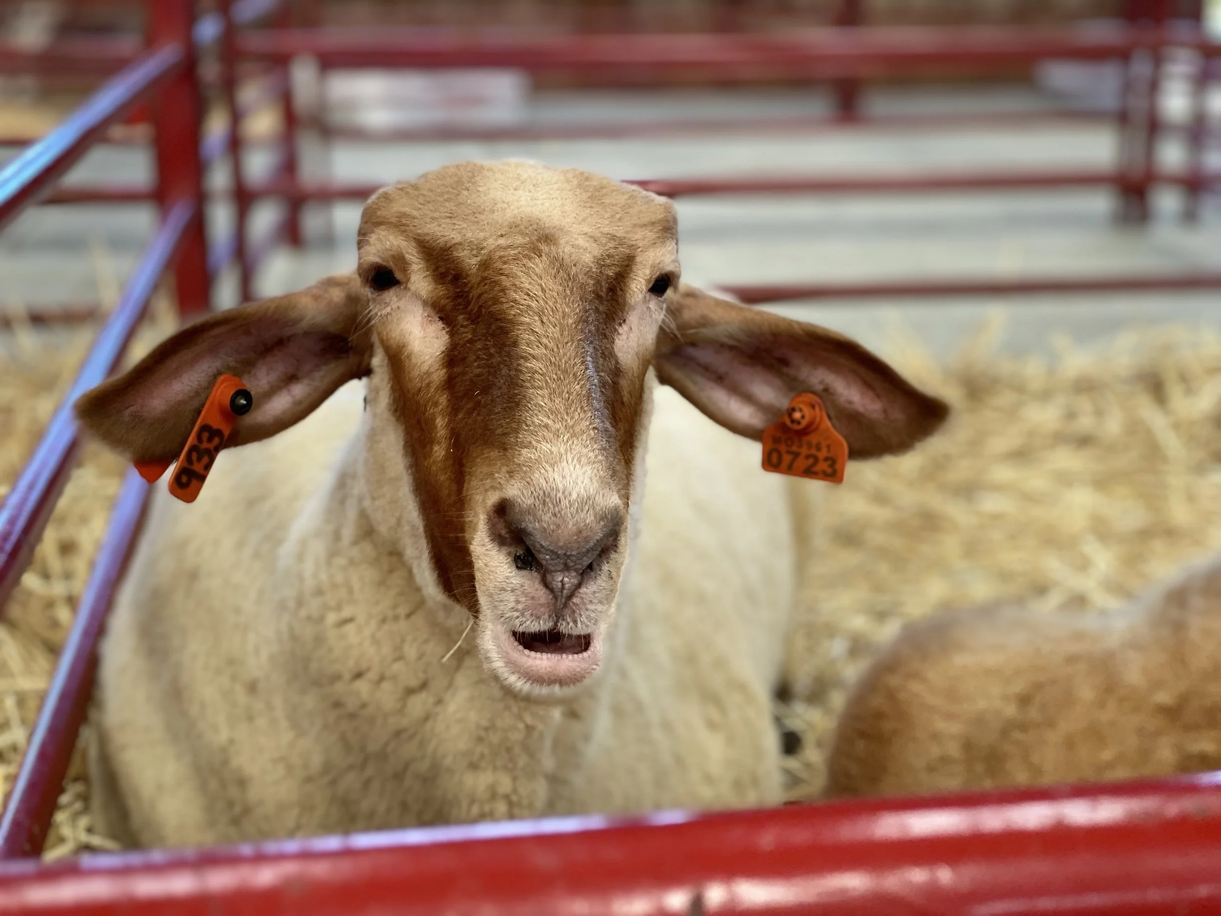 Woodstock Fair, Woodstock, Connecticut