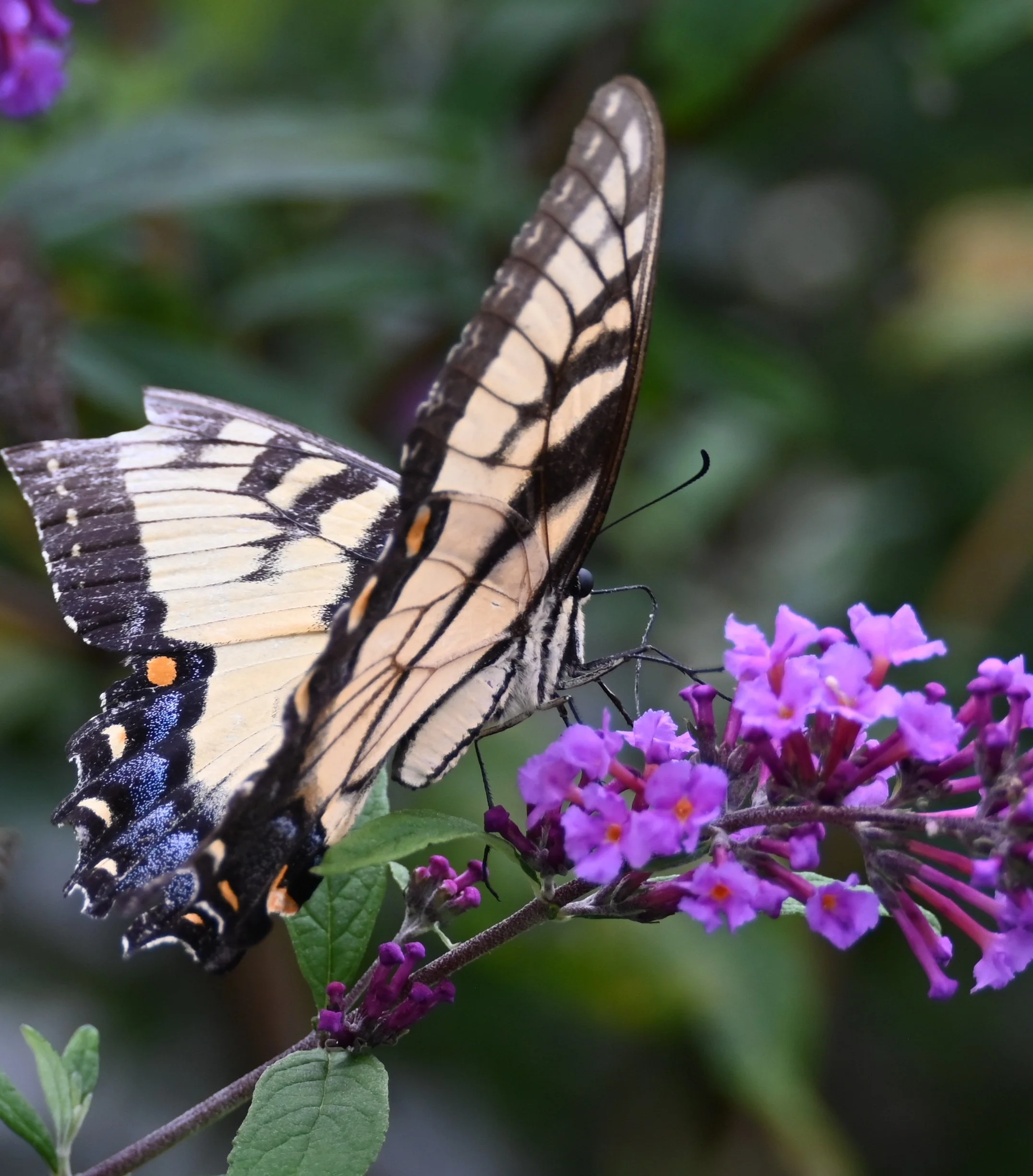 DSC_2098.jpeg