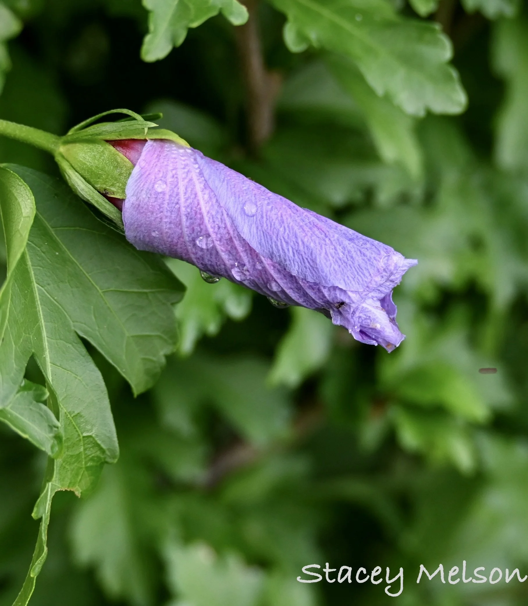 DSC_6017.jpeg
