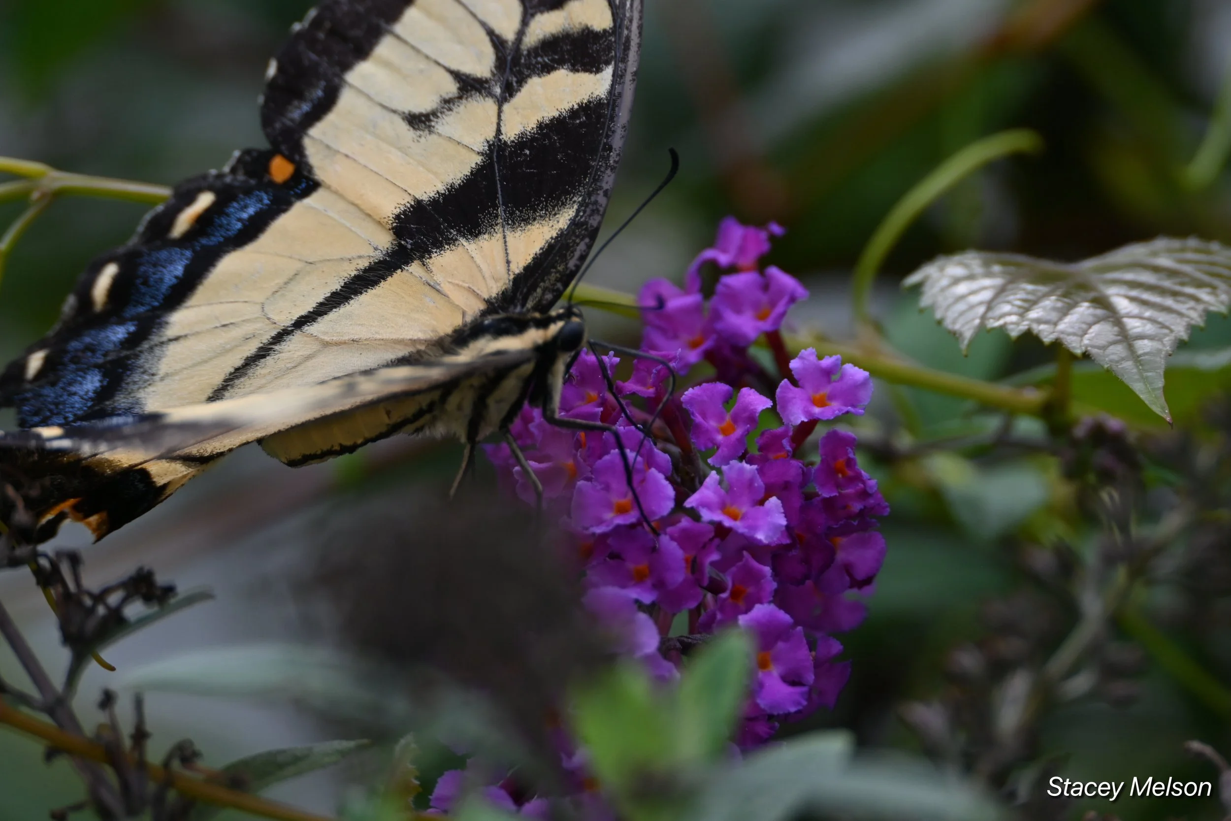DSC_2115.jpeg