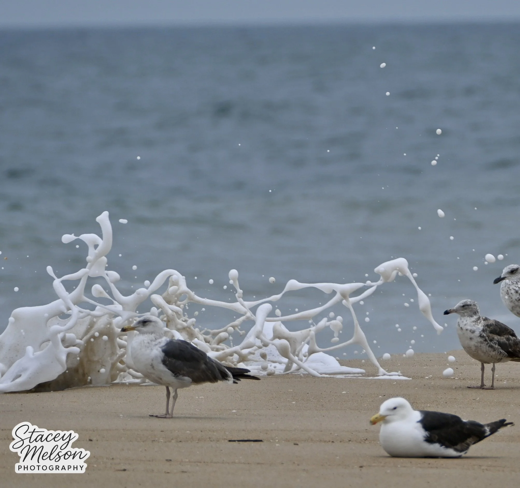 DSC_0654.jpeg