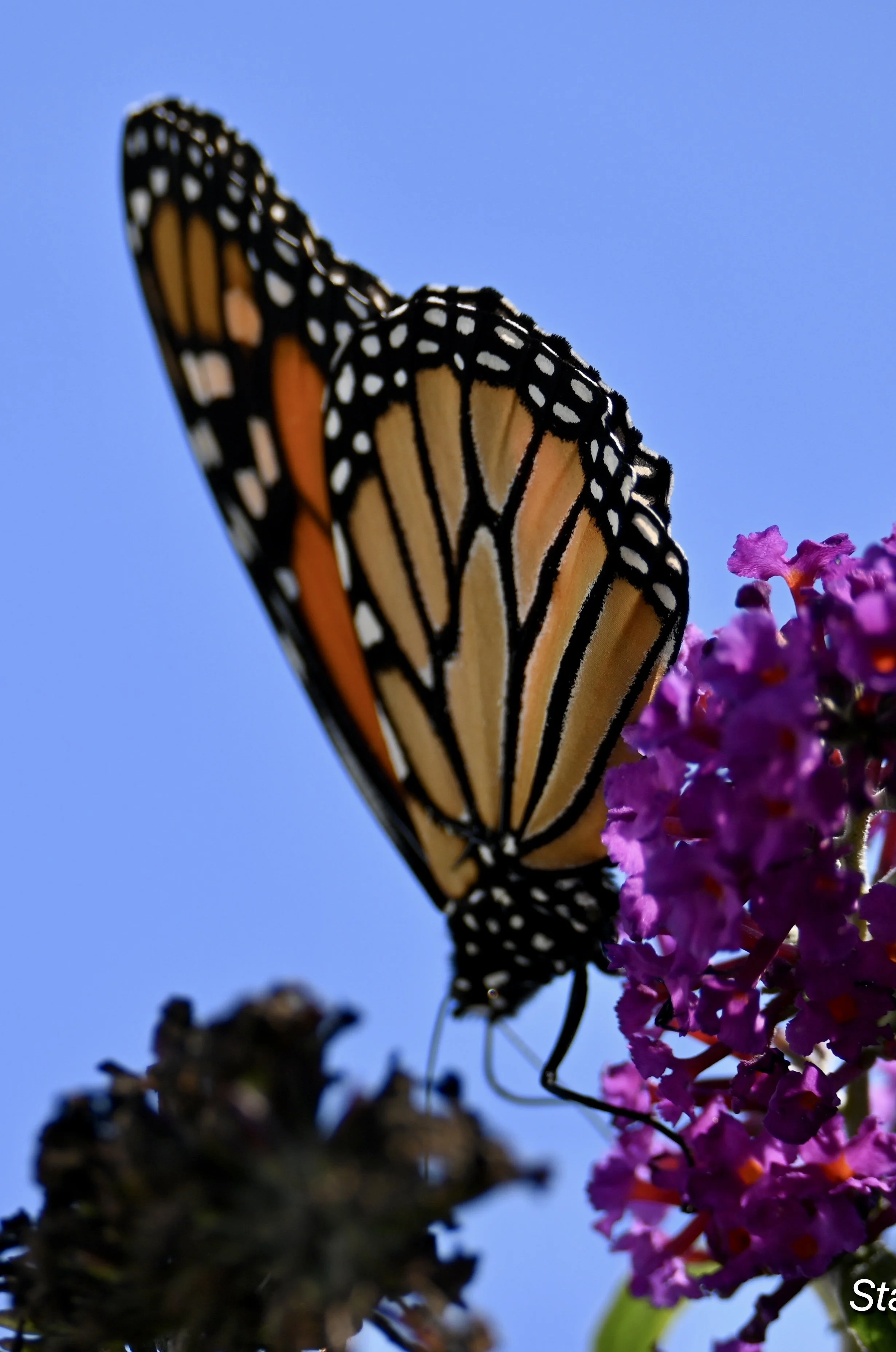 DSC_2173.jpeg