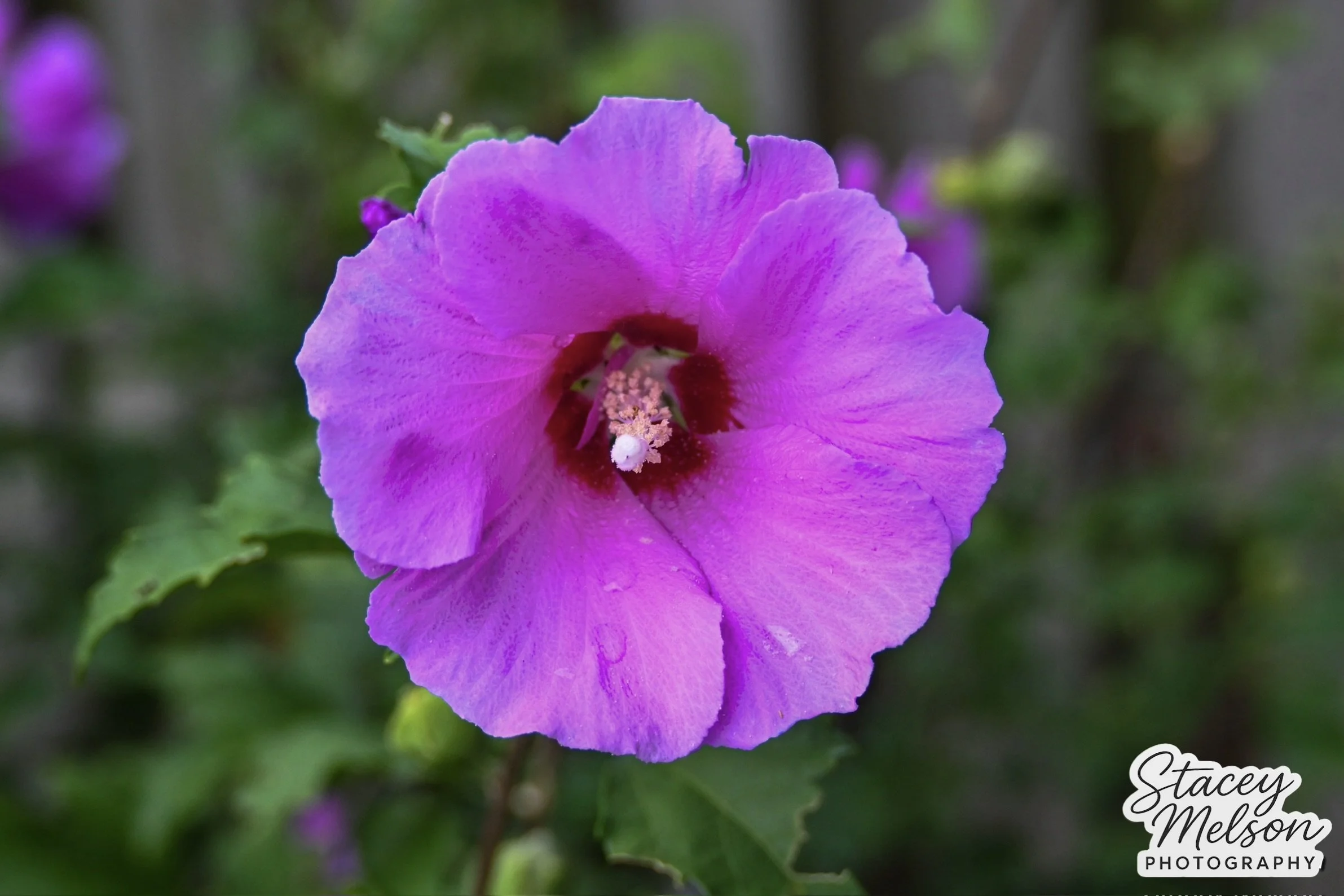 DSC_1817.jpeg