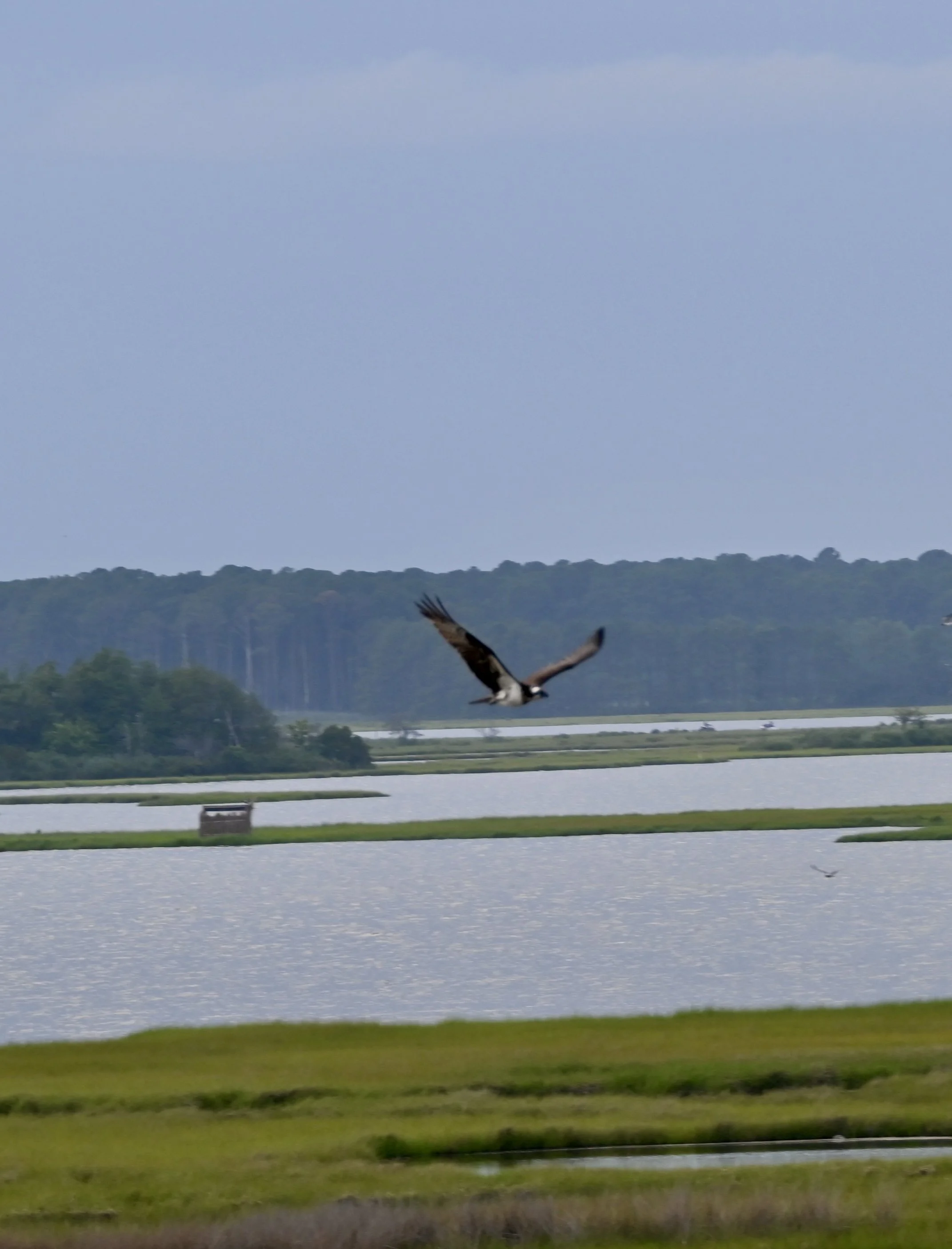 DSC_0477.jpeg
