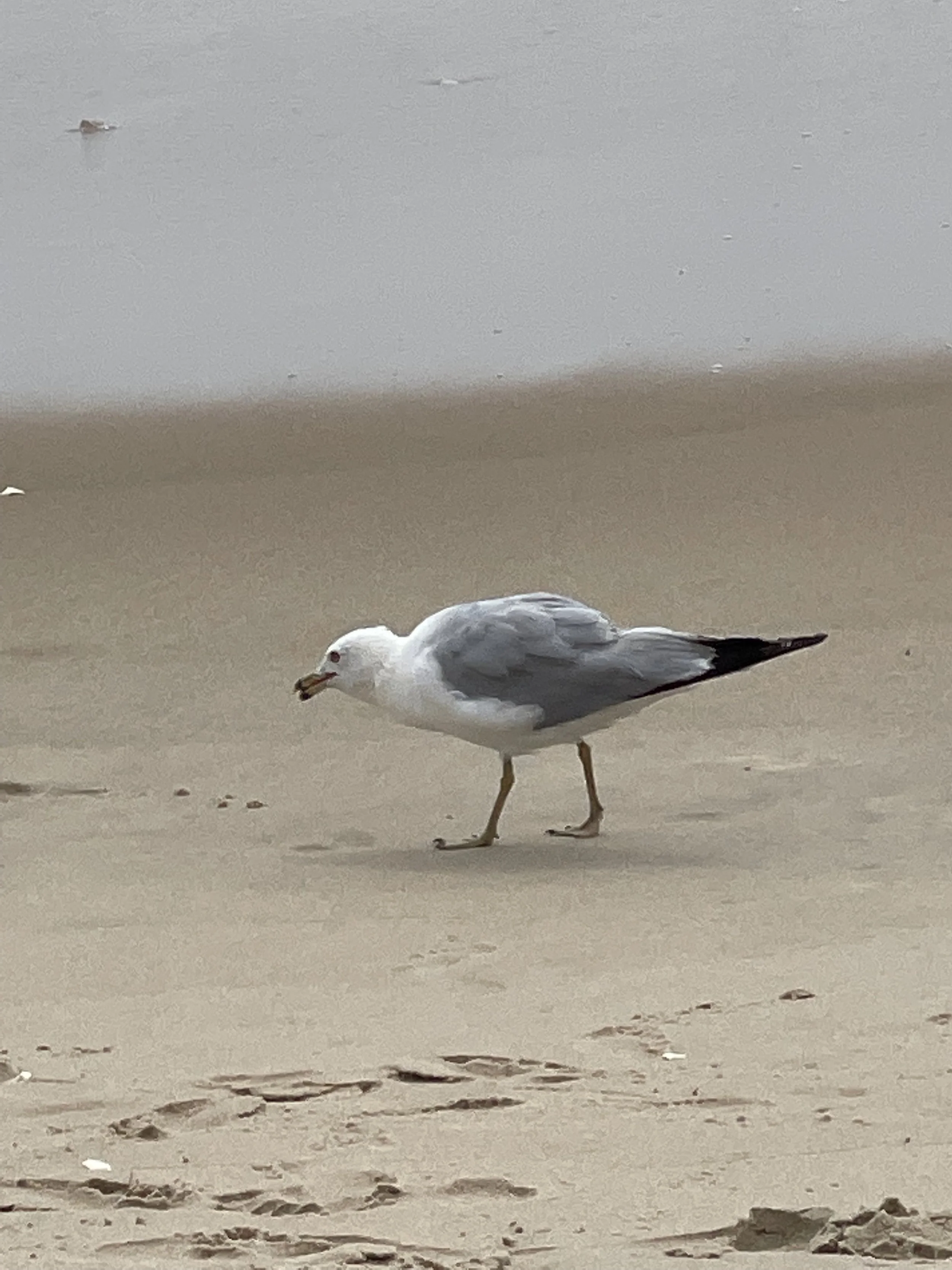 IMG_7992.jpeg