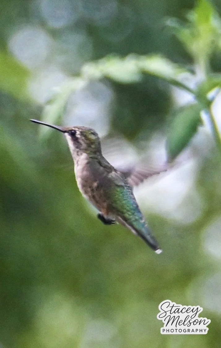 DSC_1744.jpeg