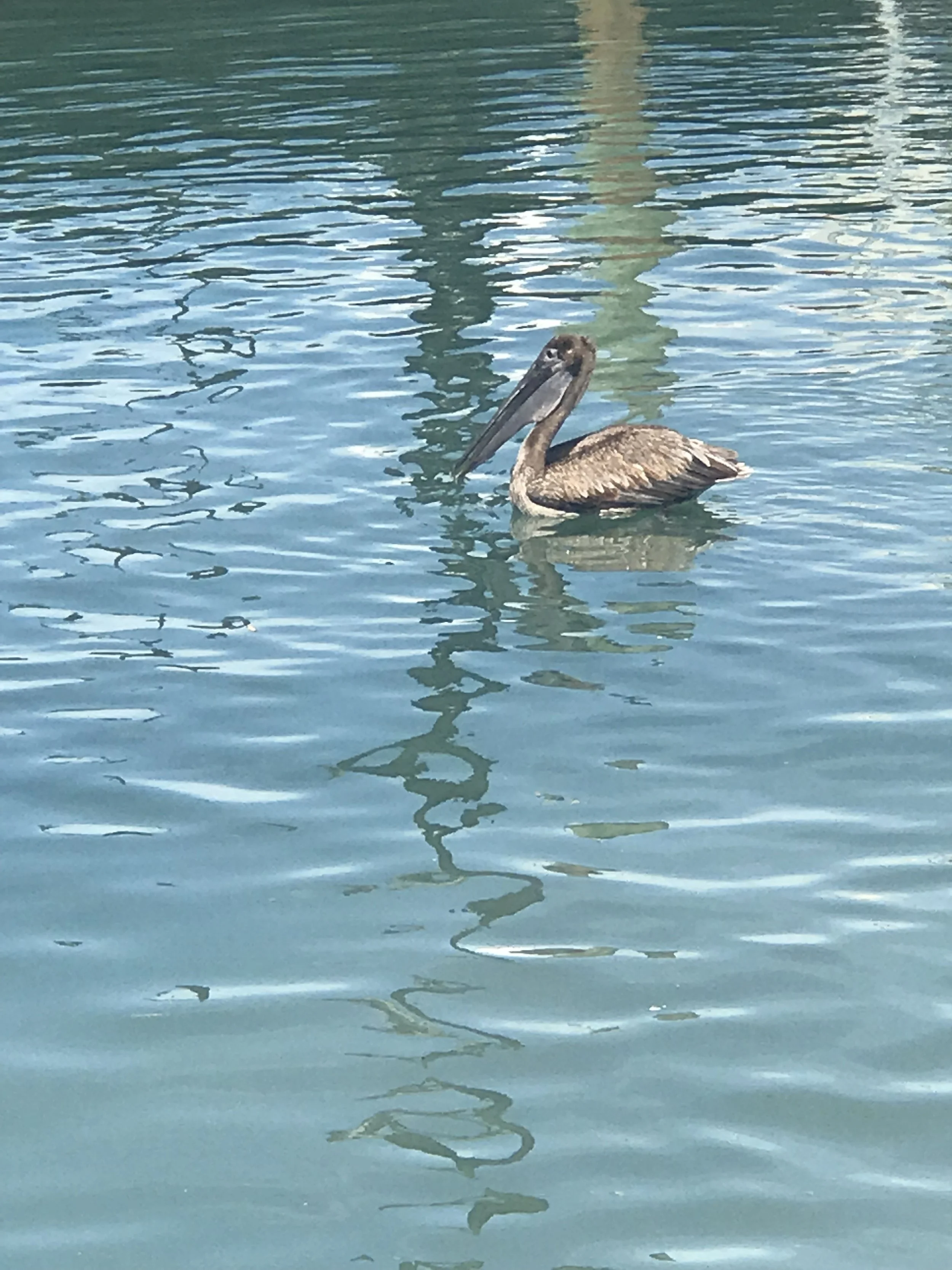 IMG_4561.jpeg