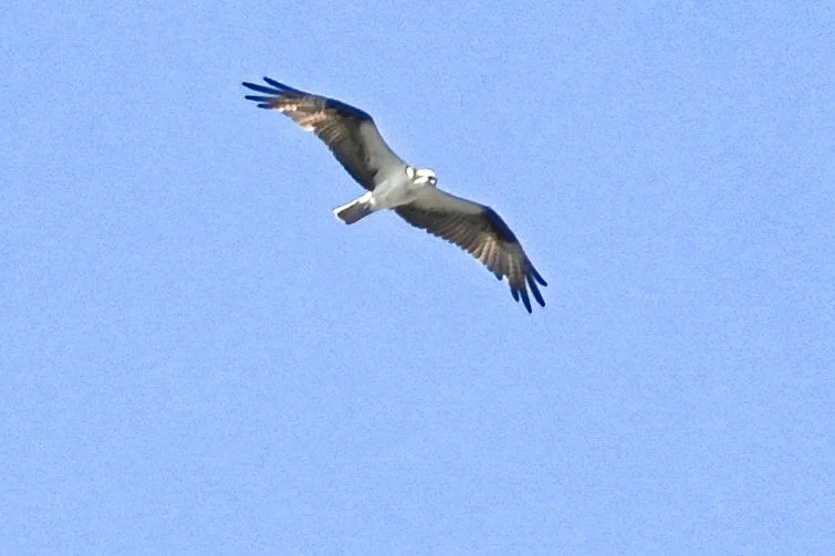 DSC_3947.jpeg