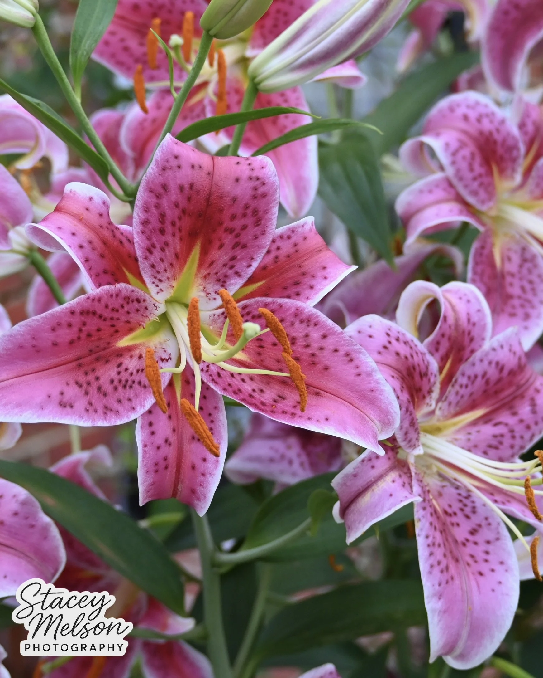DSC_1325.jpeg